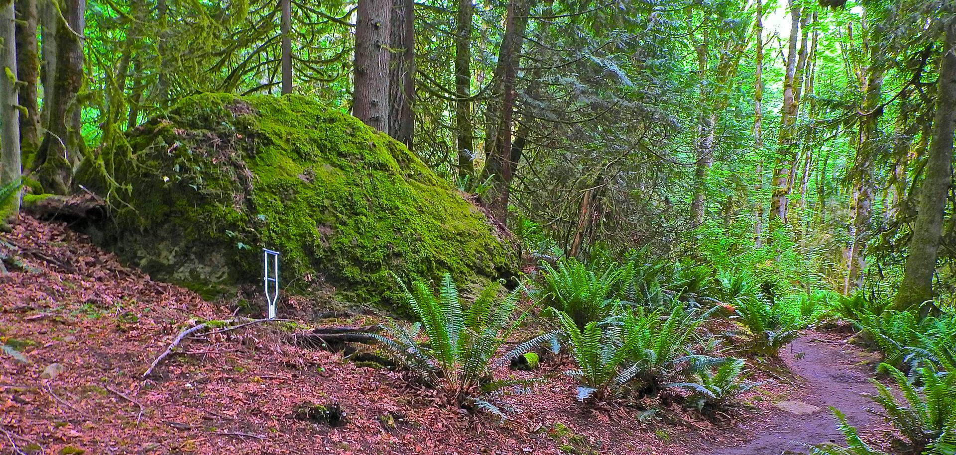 A mossy boulder with a crutch leaning against it in a lush green forest.