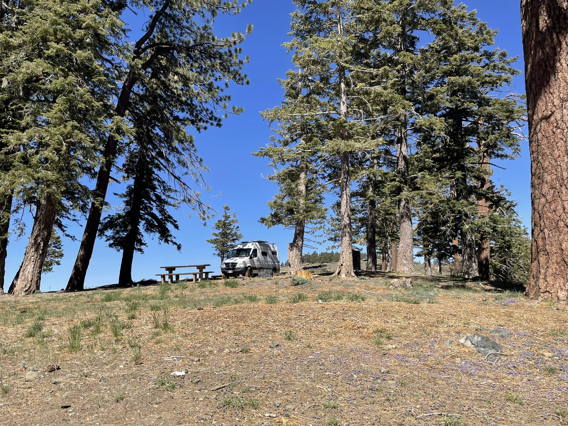 White van and picnic table in a sunny forest clearing among tall trees.