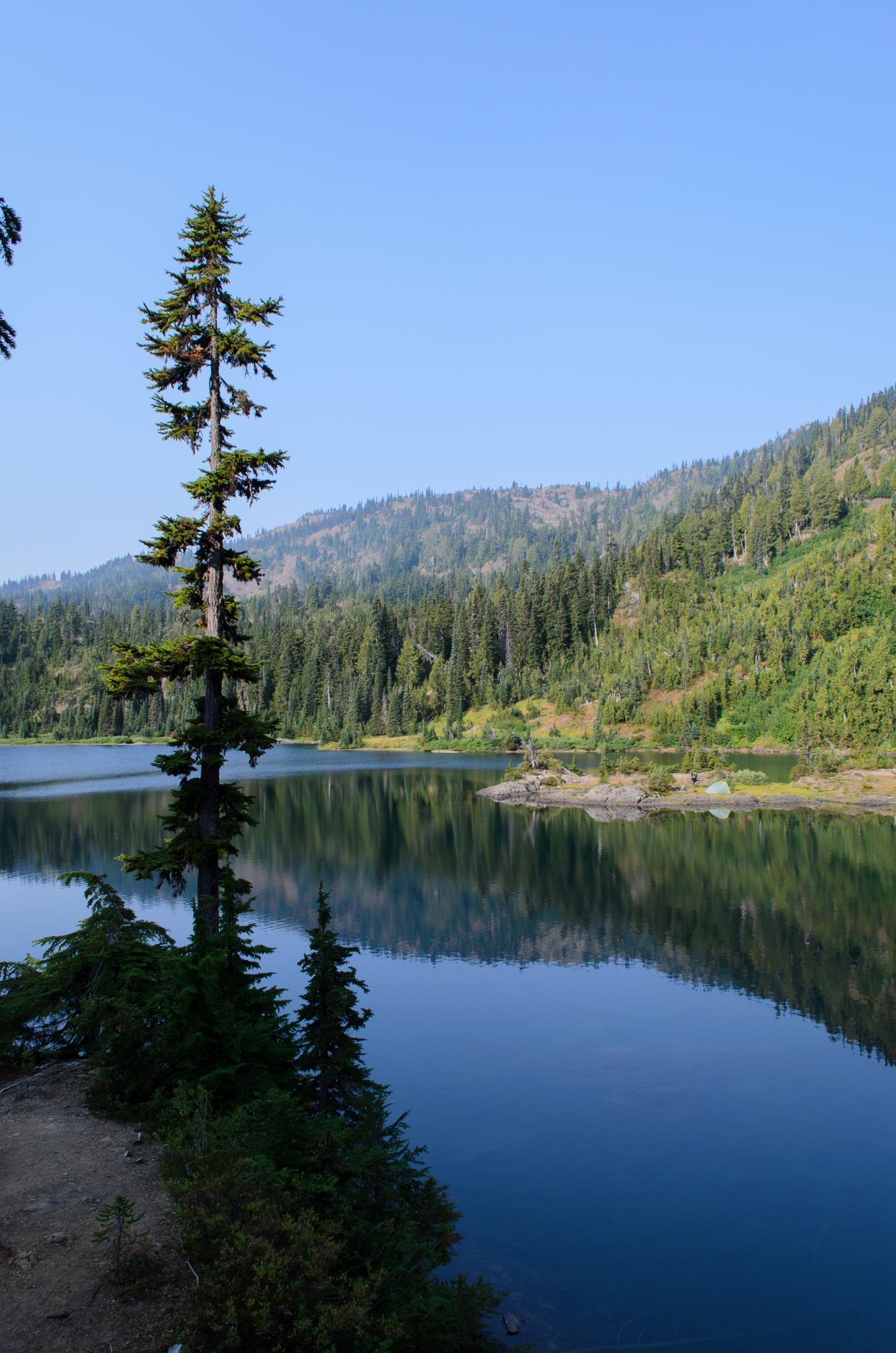 Tall pine tree reflected in a calm lake with green forested hills.