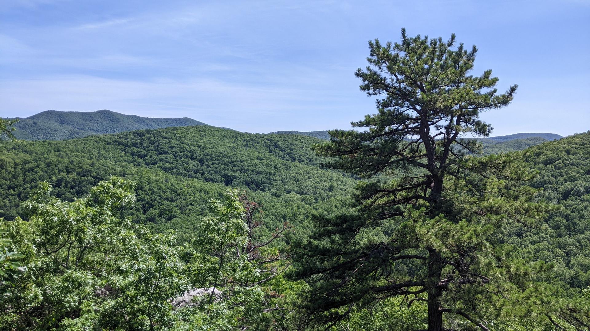 Vast green forested mountains under a bright blue sky, with a tall pine tree.
