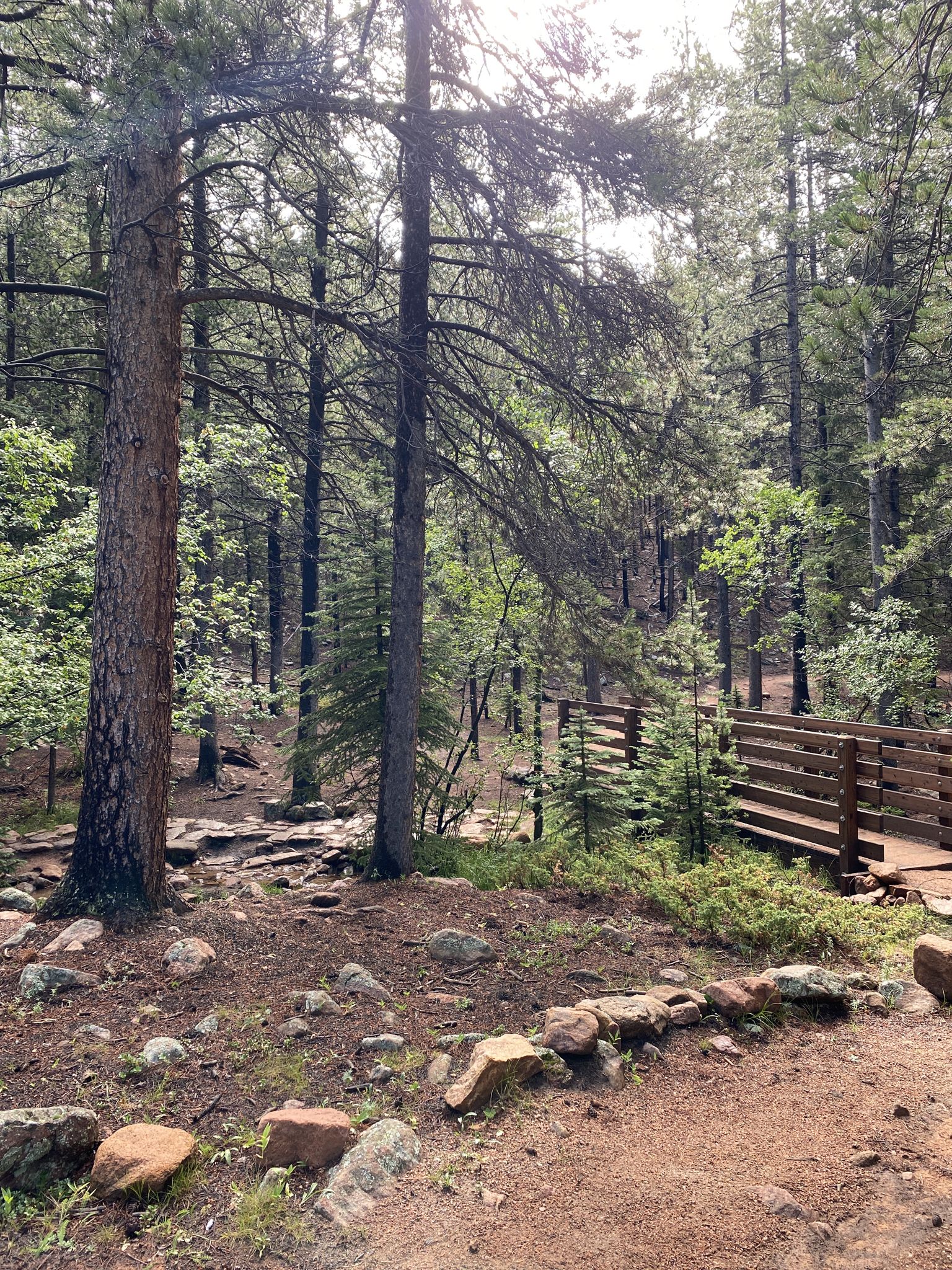 A forest path with a wooden bridge, tall trees, and rocky ground. - Upper Trailhead loop from Staunton State Park Vistor Center