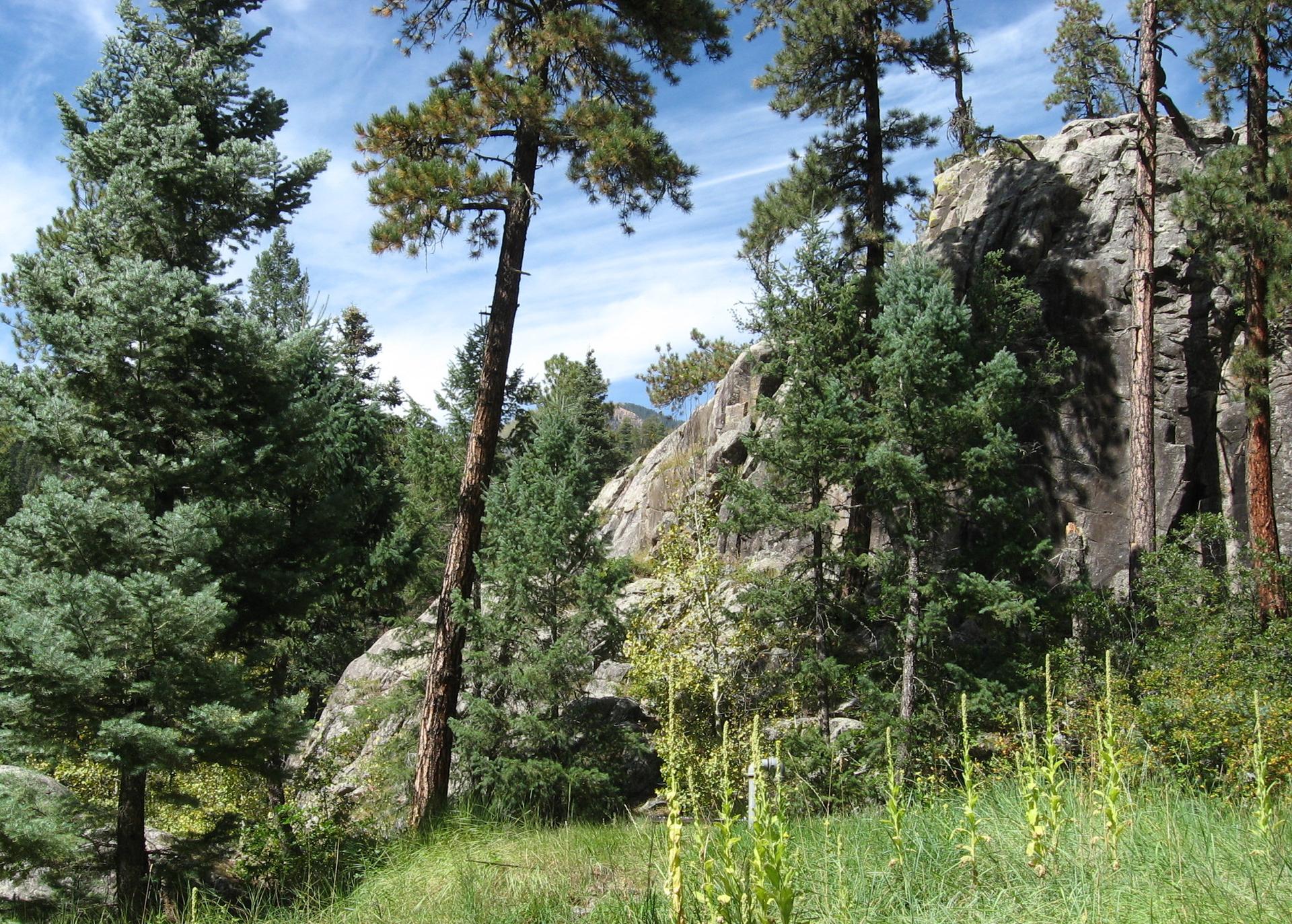 Sunlit pine forest with rocky cliffs and green undergrowth under a blue sky.
