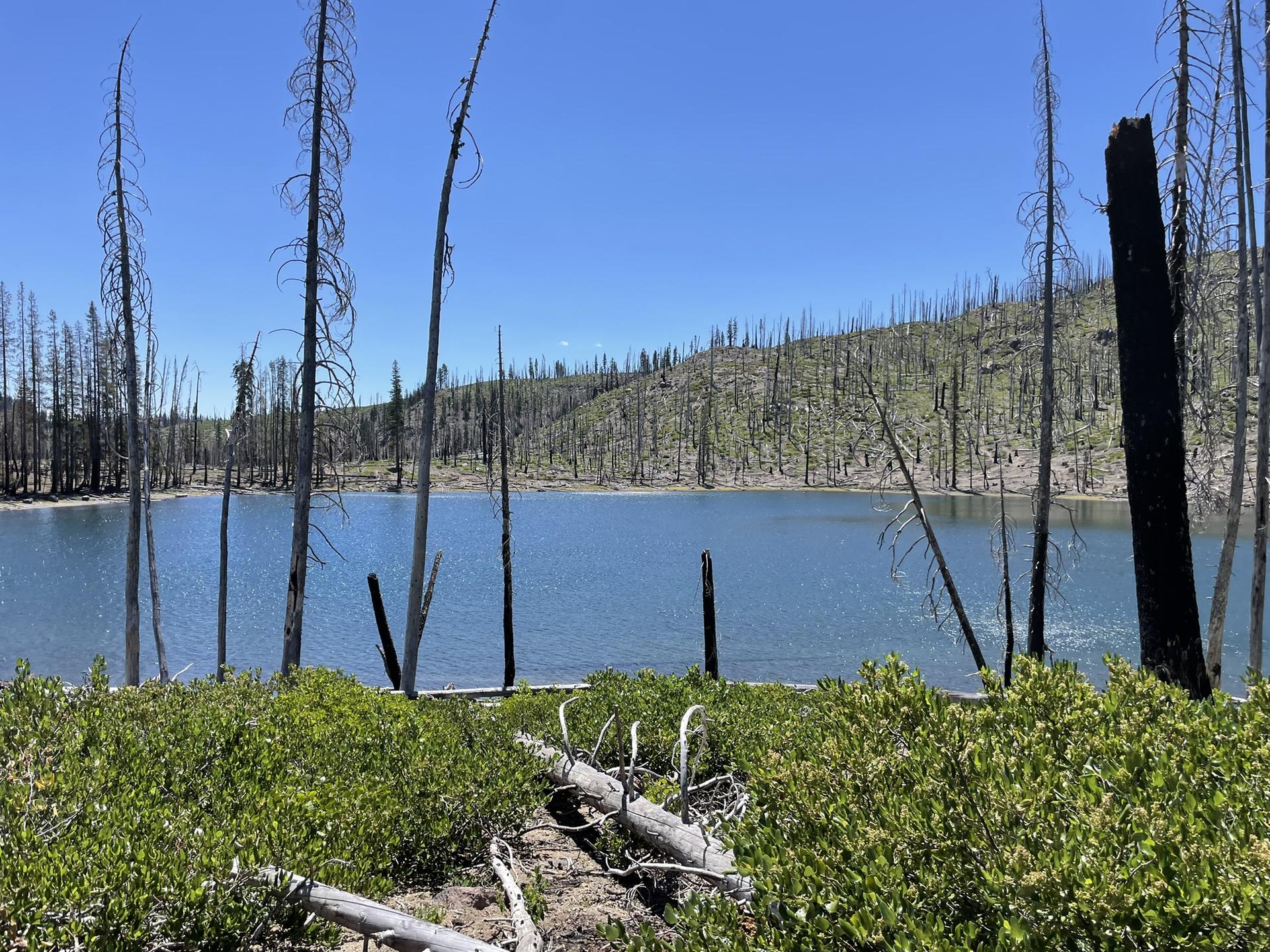 A calm lake with many tall, burnt tree trunks and green bushes under a clear sky.