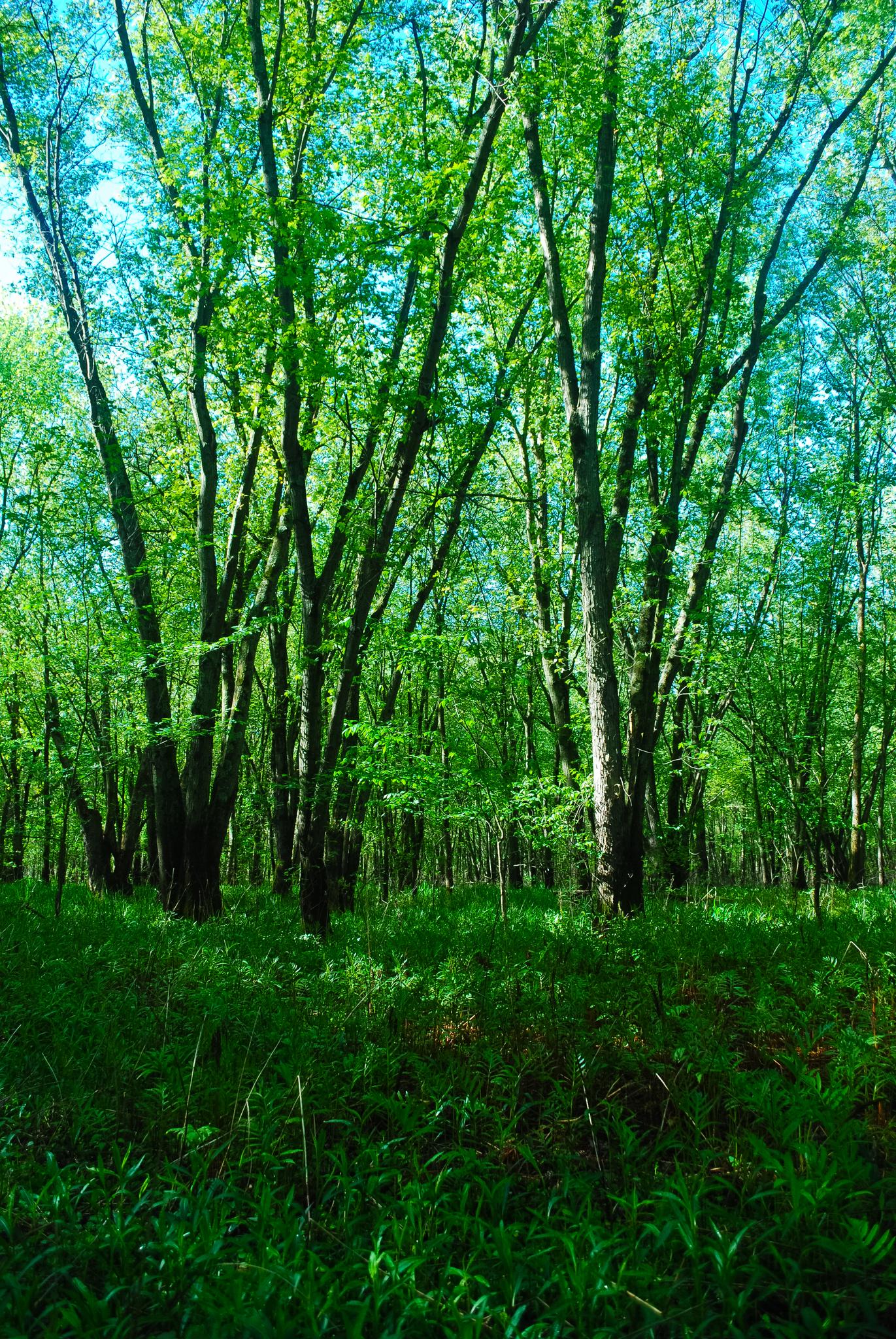 A vibrant green forest with tall trees and dense undergrowth in bright light.
