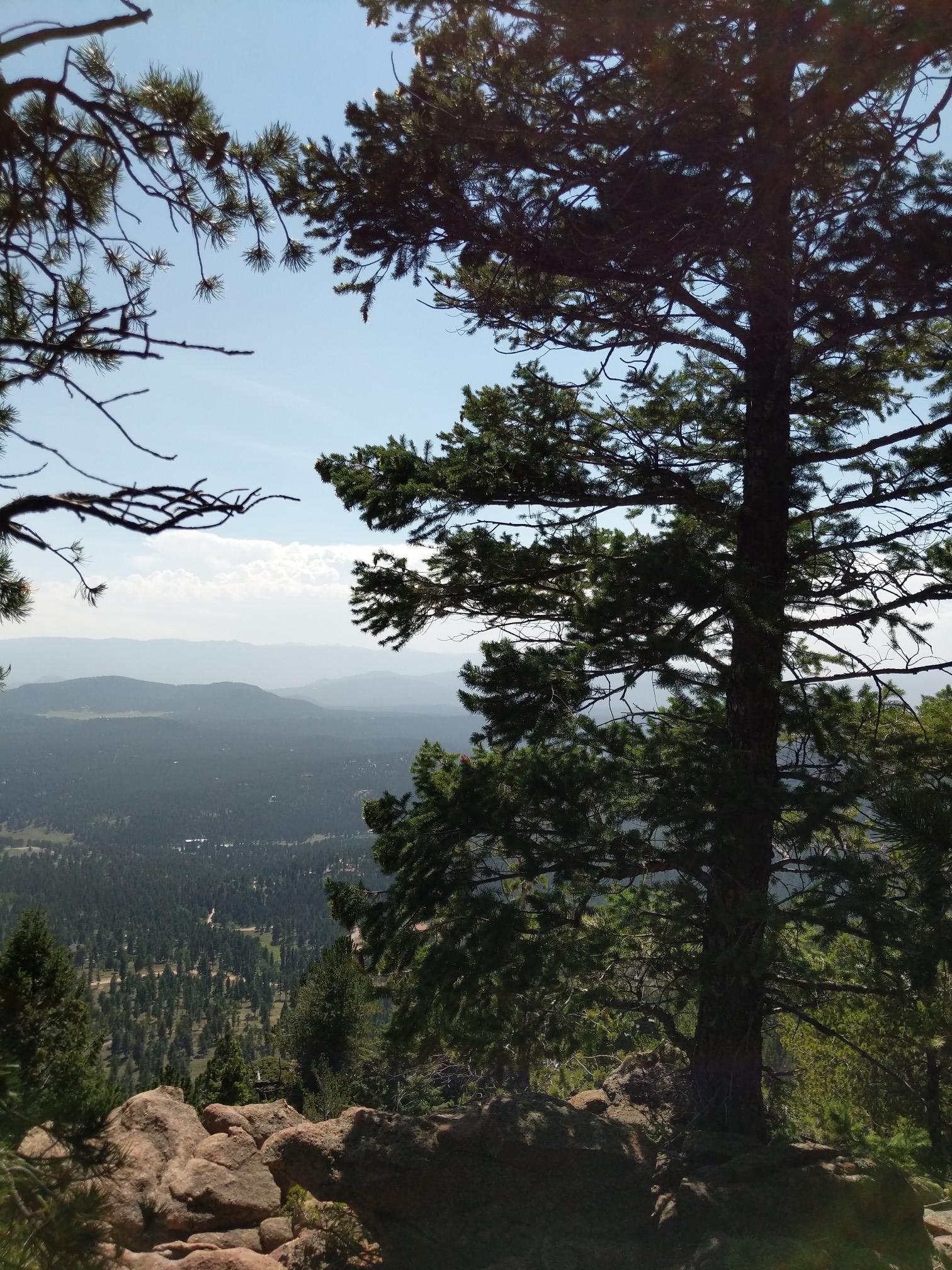 Tall pine trees frame a distant hazy mountain landscape under a bright sky.
