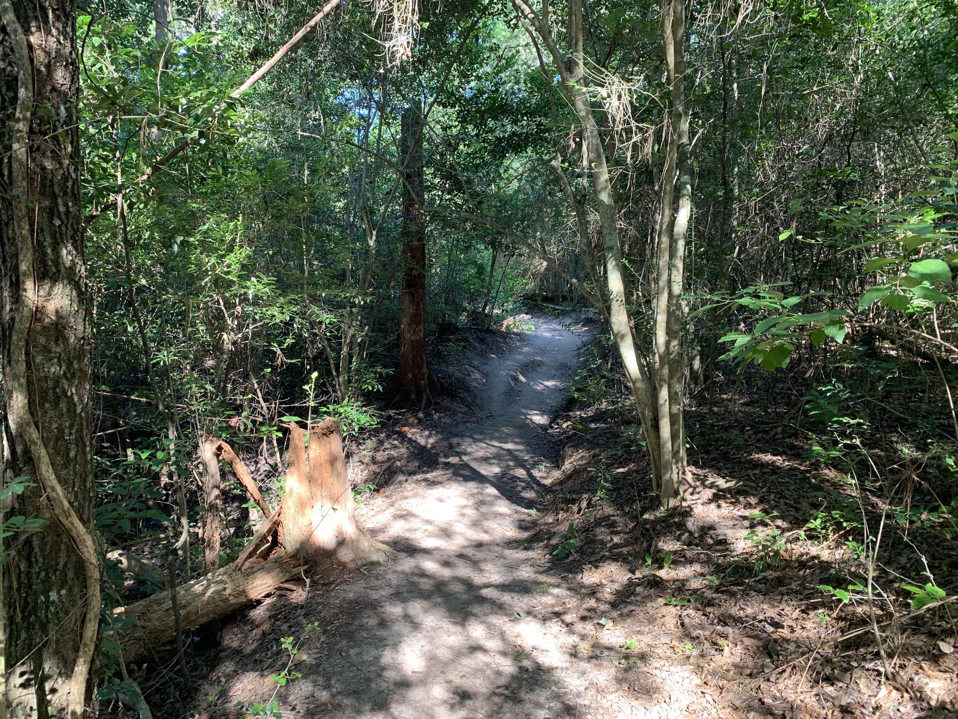A winding dirt path through a sun-dappled, dense green forest.