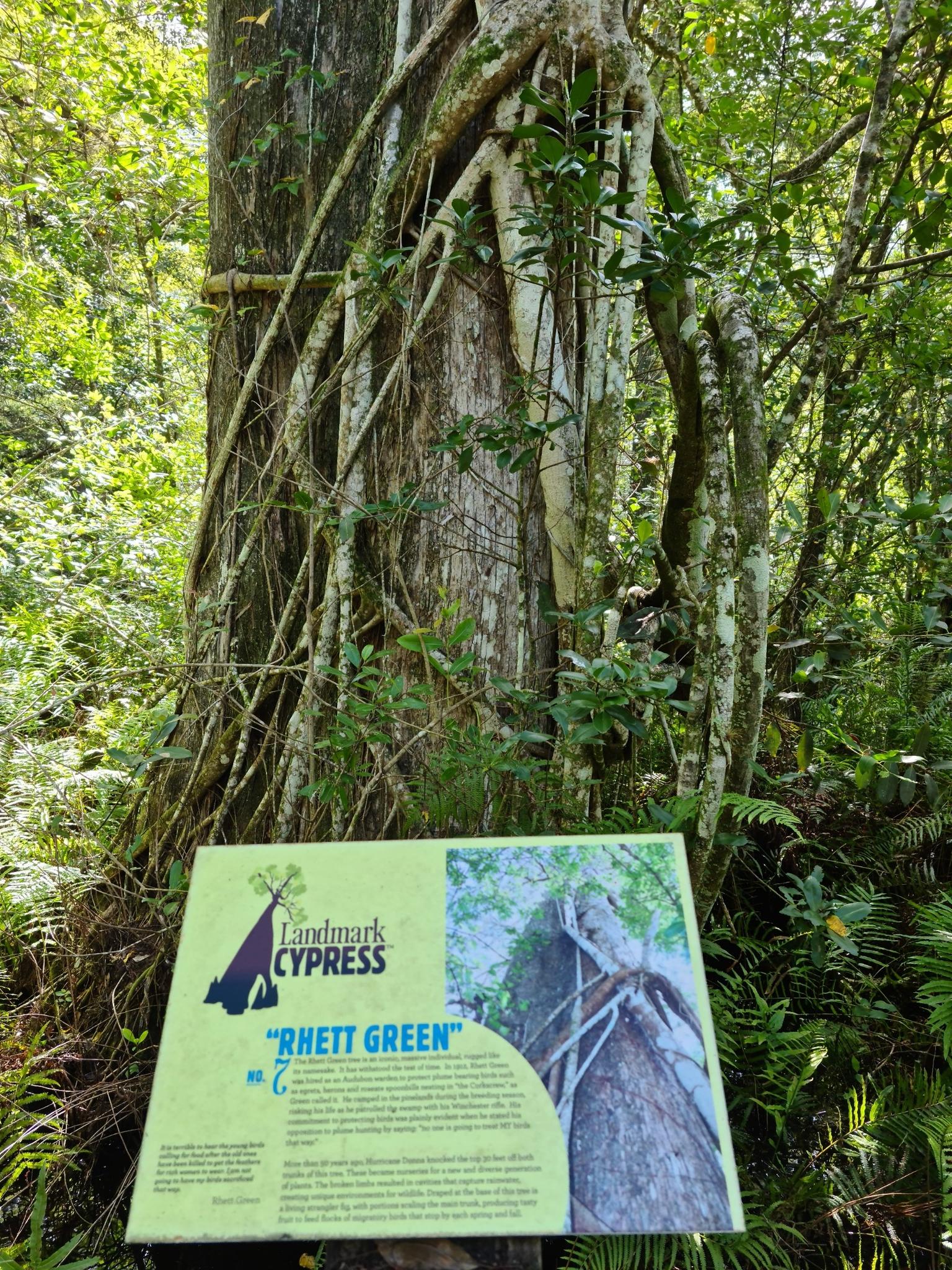 Large tree with vines, and a green informational sign in a lush forest.