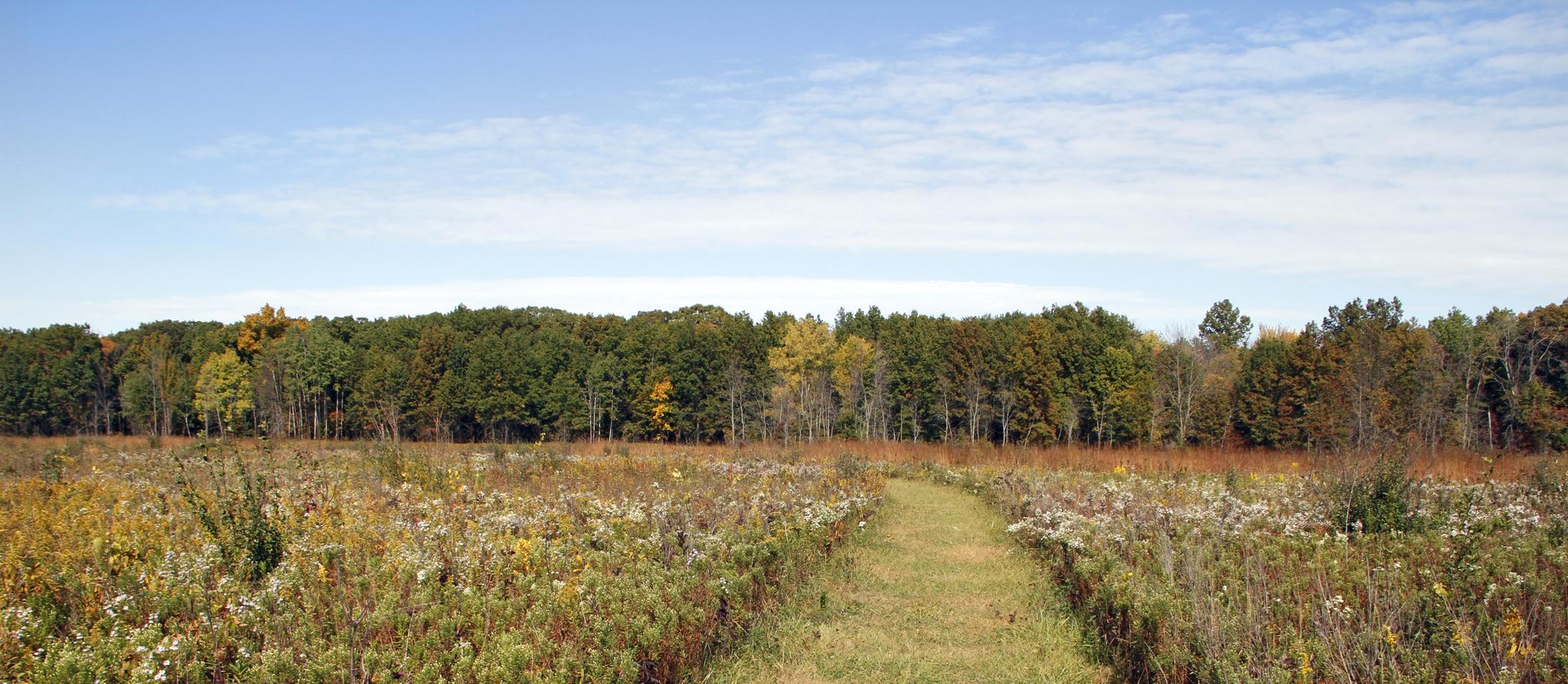 Dirt path through a sunny field leading to a distant forest line.