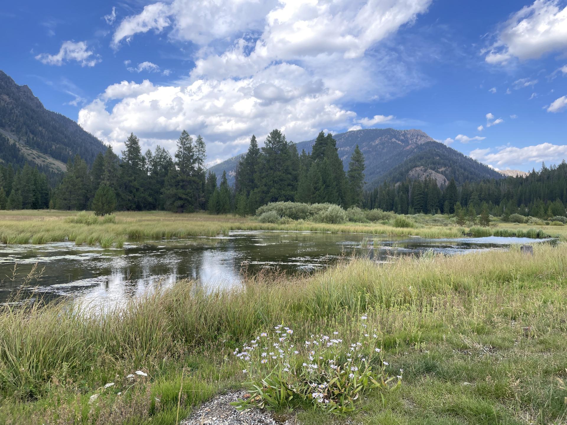 A serene pond reflecting blue sky, surrounded by green grass, pine trees, and mountains.
