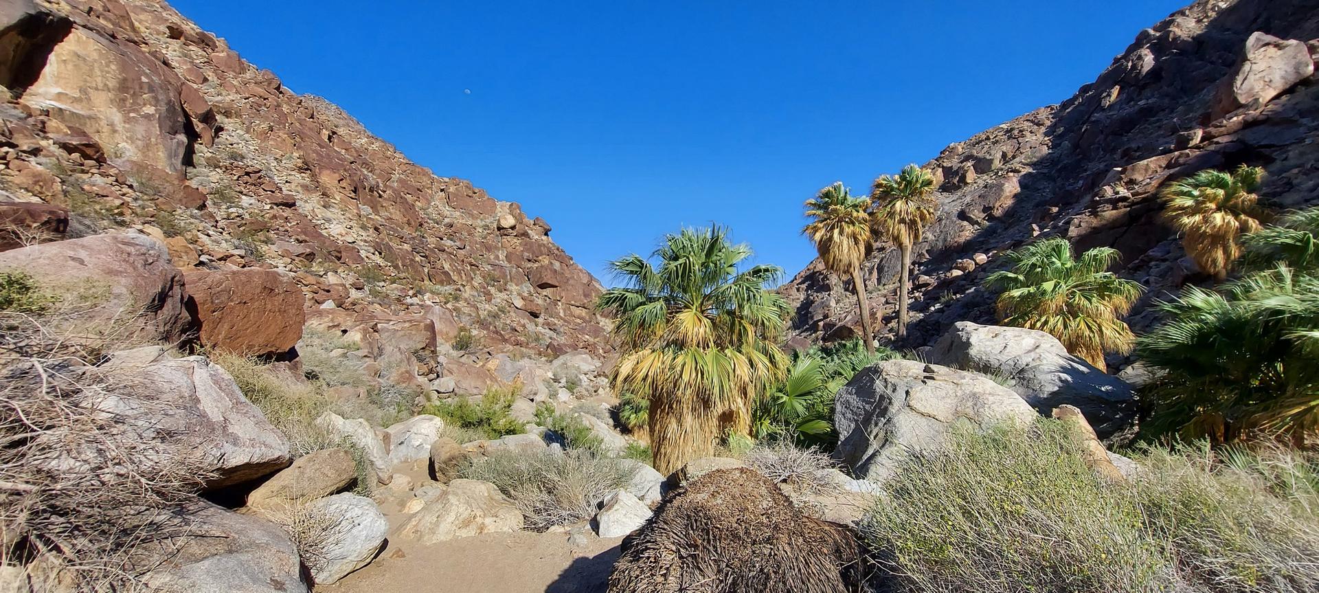 Palm trees in a rocky canyon under a bright blue sky.