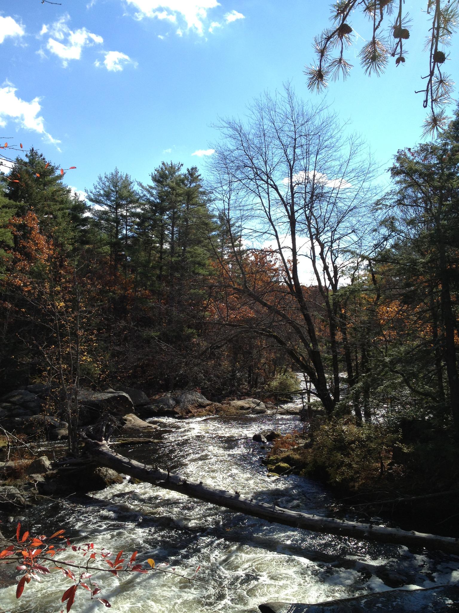 A sunny forest scene with a rocky, rushing river and fallen logs.