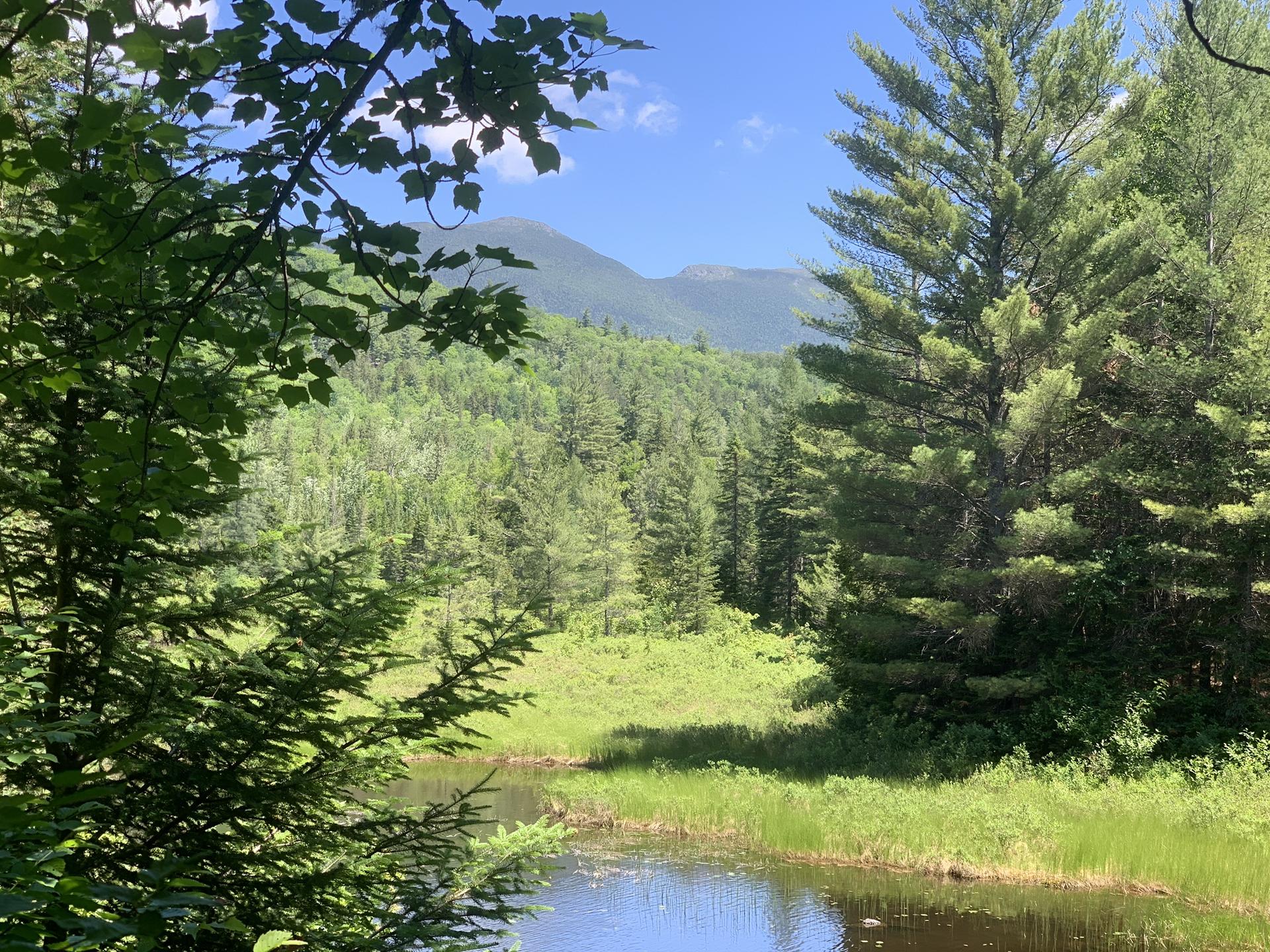 Sunny view of a small pond framed by trees, with distant green mountains.
