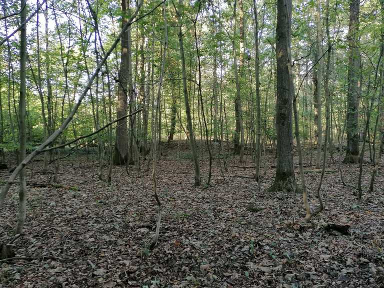 Gräberfeld aus der Bronzezeit (1000 v.Chr) MountainbikeTouren und