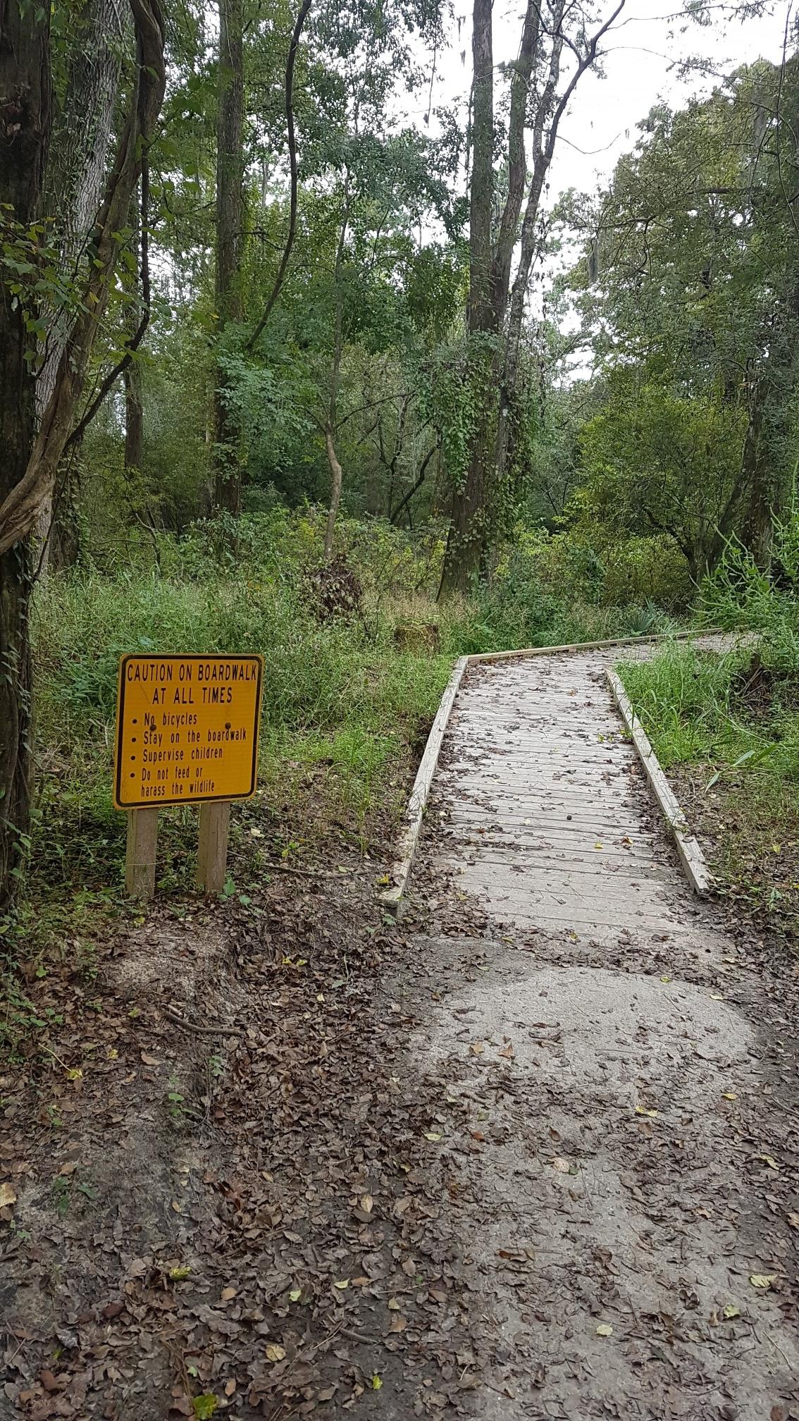 Muddy path leading to a wooden boardwalk in a dense, overgrown forest.