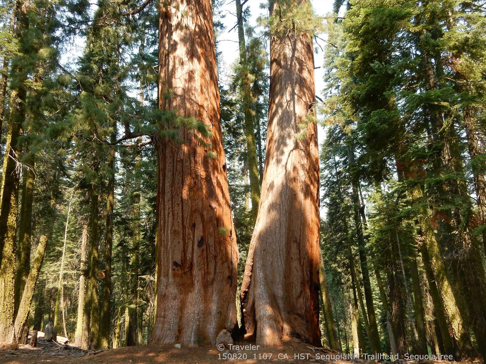 Two massive tree trunks stand tall in a sun-dappled forest.