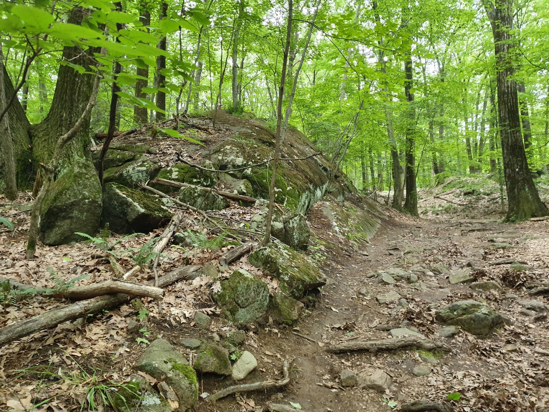A dirt path curves past large mossy boulders in a vibrant green forest.