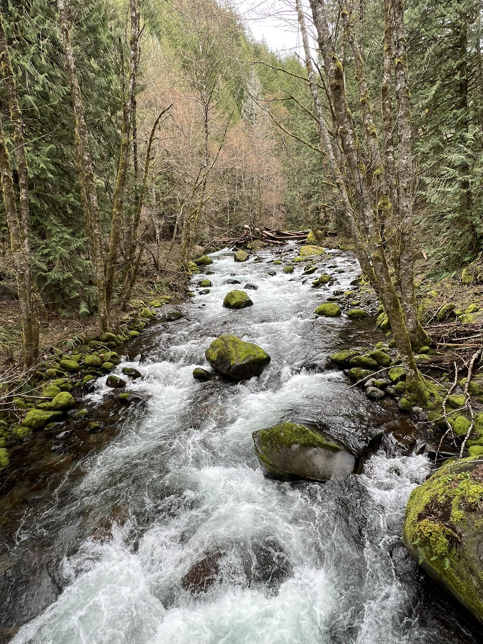 Rushing river with mossy rocks, surrounded by a dense forest.