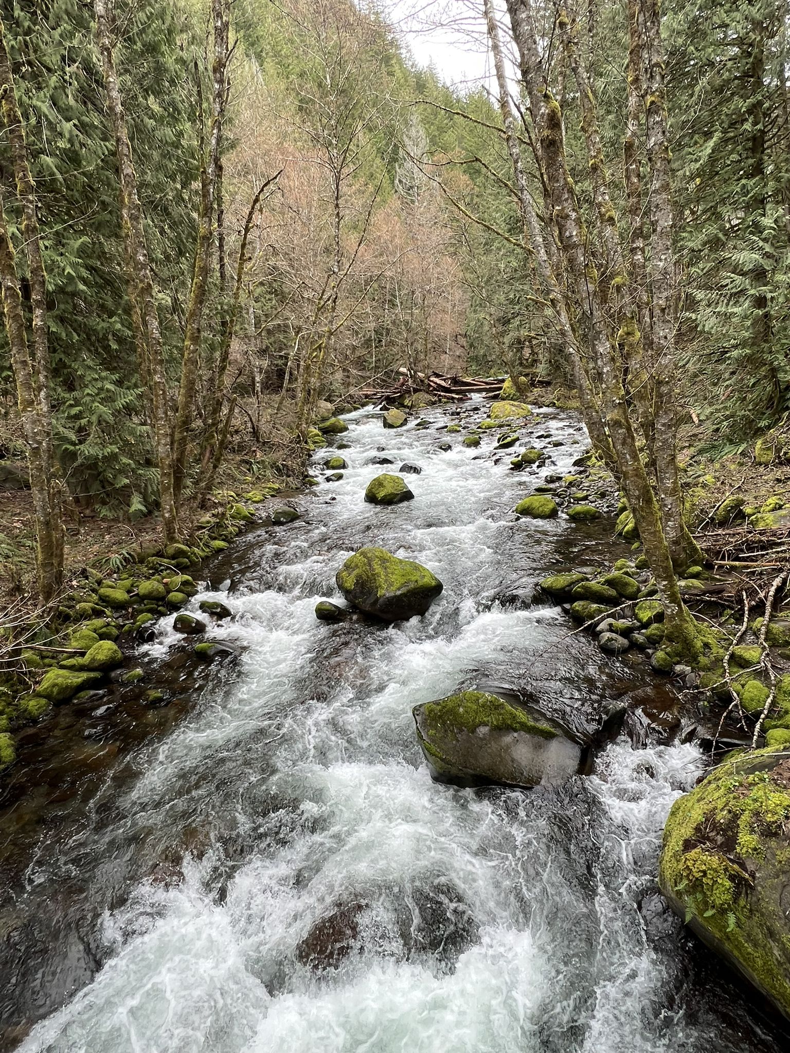 Rushing river with mossy rocks, surrounded by a dense forest. - Herman Creek Trail