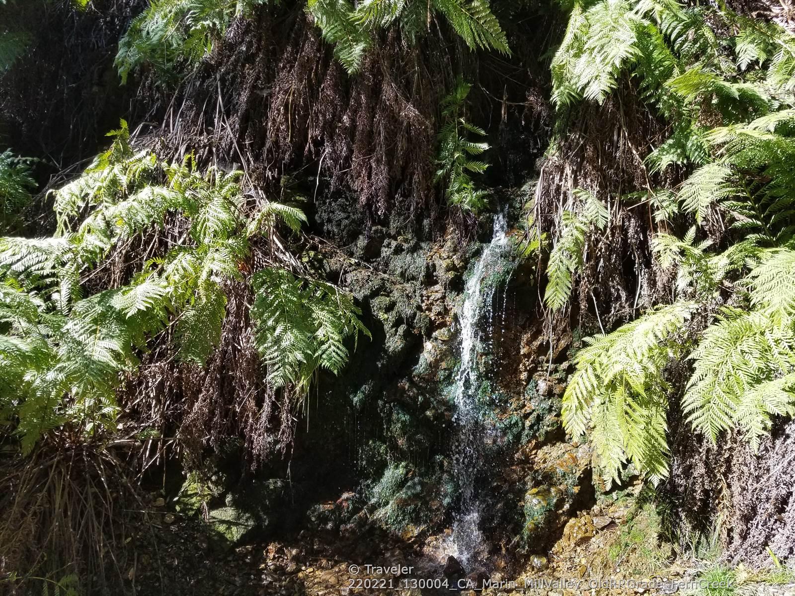 A small waterfall cascades down a mossy rock face with lush ferns.