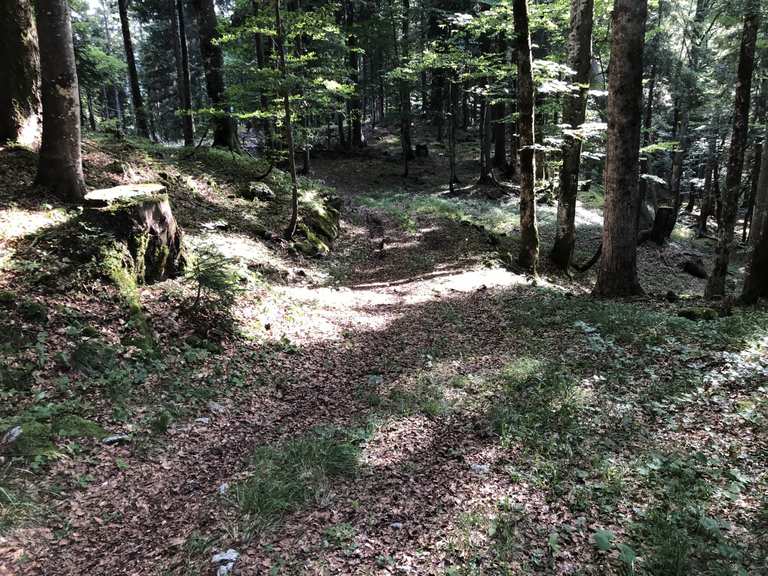 Holter die Polter (steiler Downhill): Mountainbike-Touren | komoot