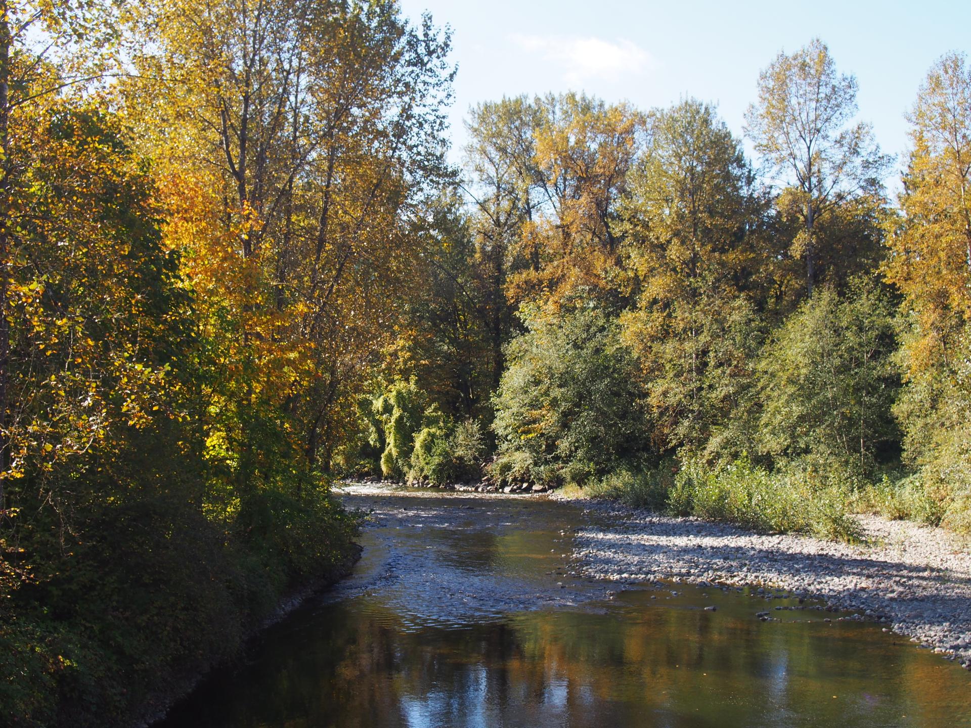 Calm river flows through a forest with vibrant autumn trees on a clear day.