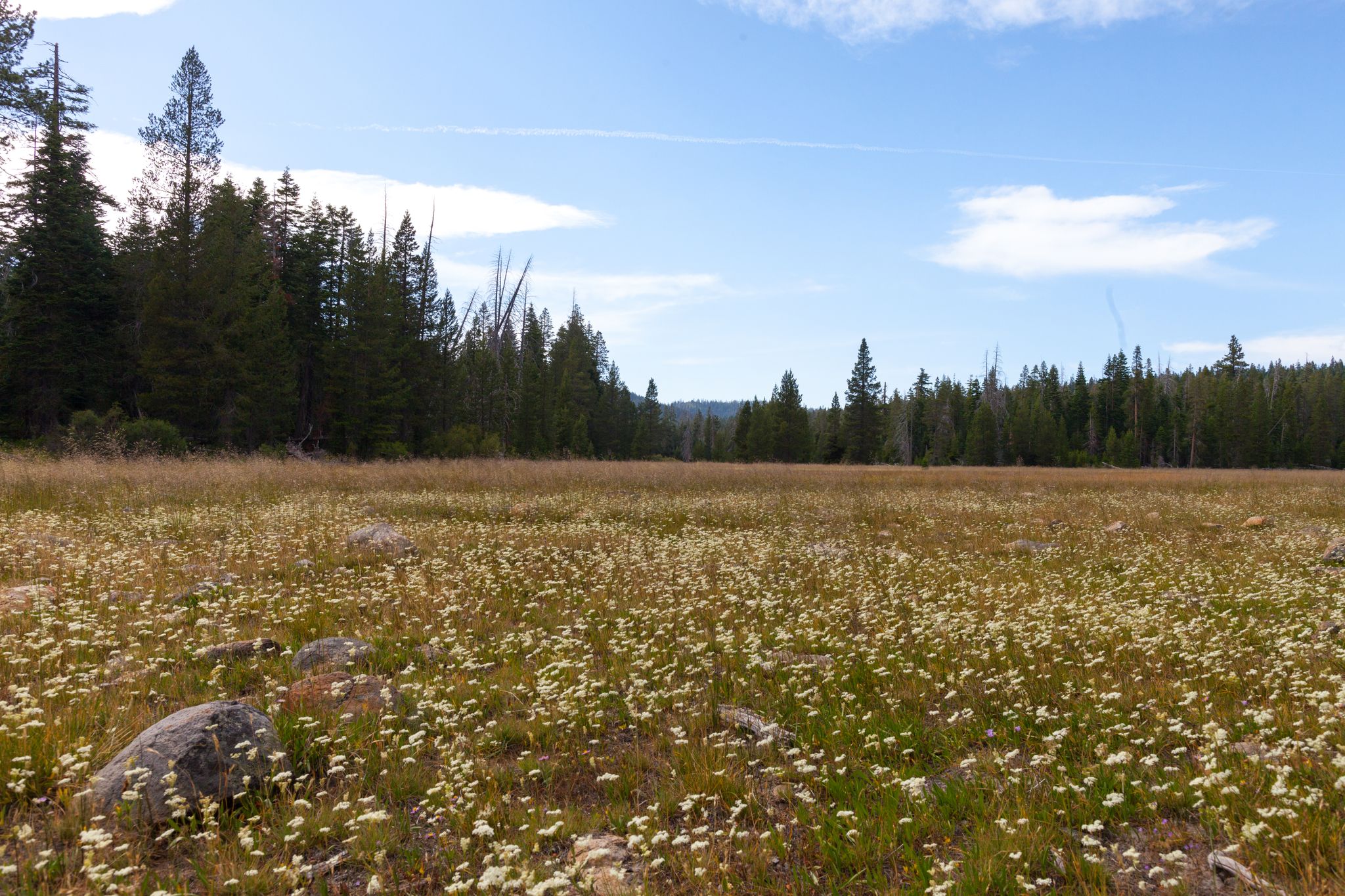 Vast meadow of white wildflowers under a bright blue sky, bordered by forest. - Tahoe Rim Trail: Ward Canyon to Paige Meadows