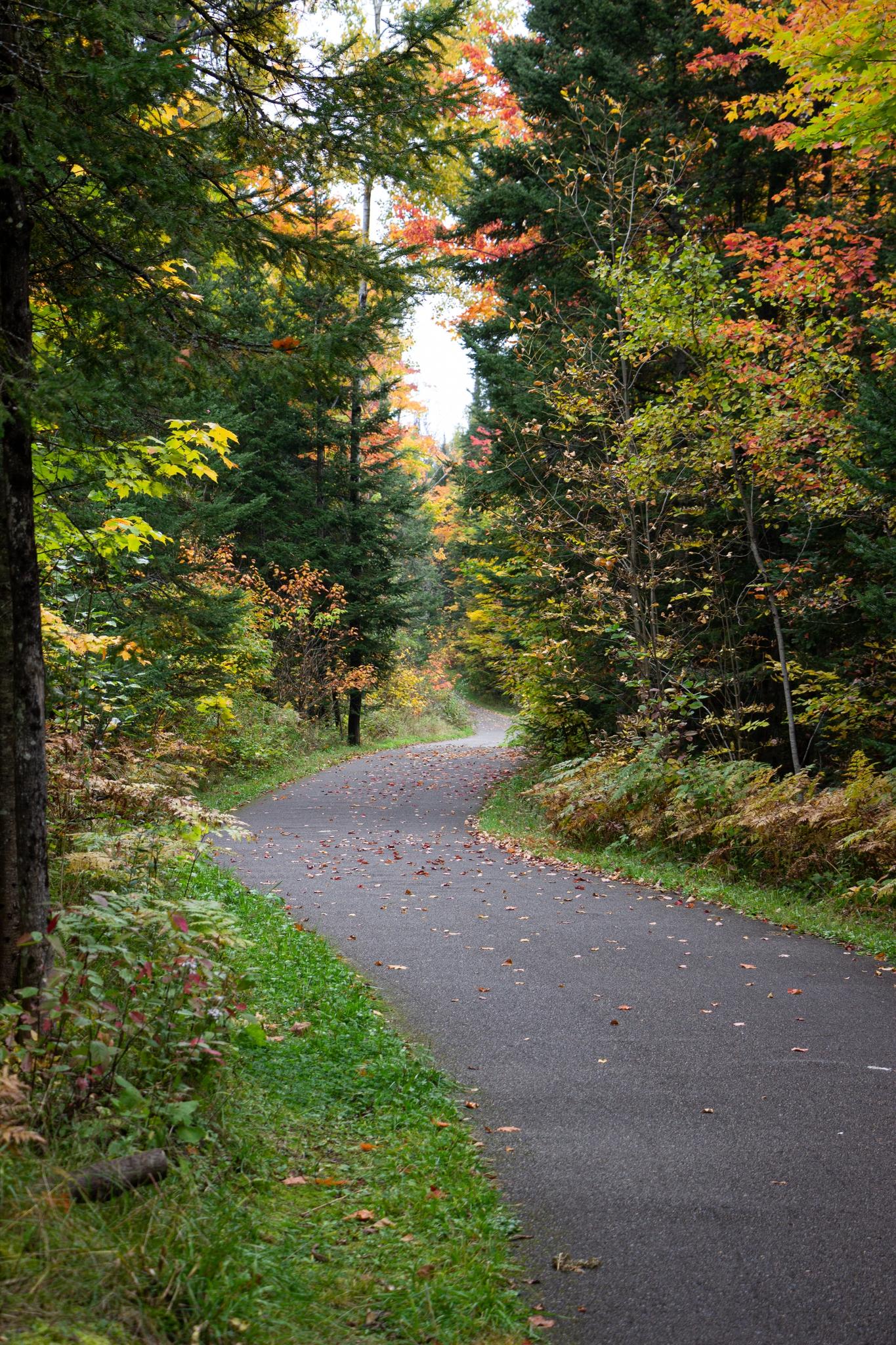 A winding paved path through a vibrant autumn forest, dappled light.