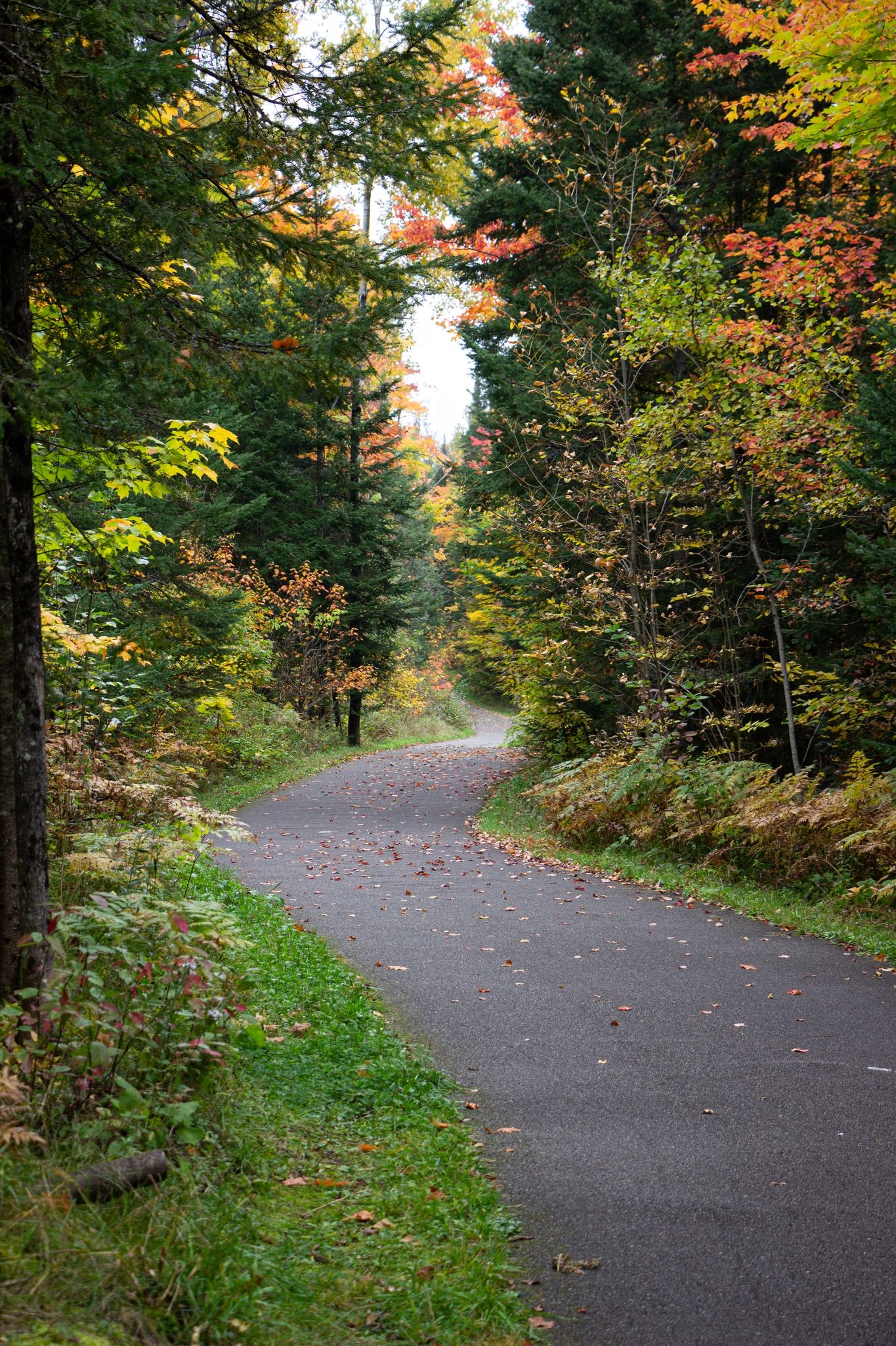 A winding paved path through a vibrant autumn forest, dappled light. - Soos Creek Trail