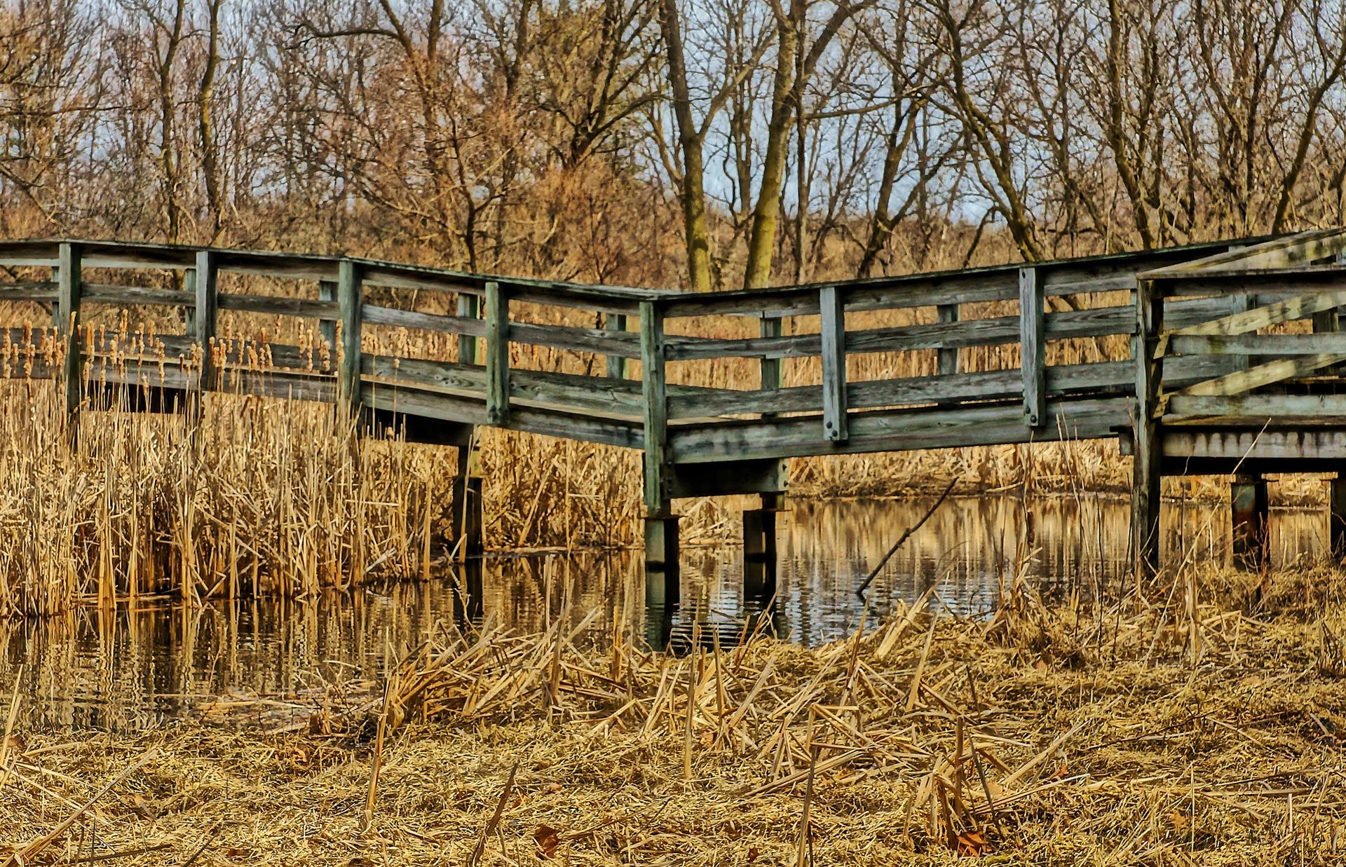 Weathered wooden boardwalk bridge crossing a marsh with dry reeds.