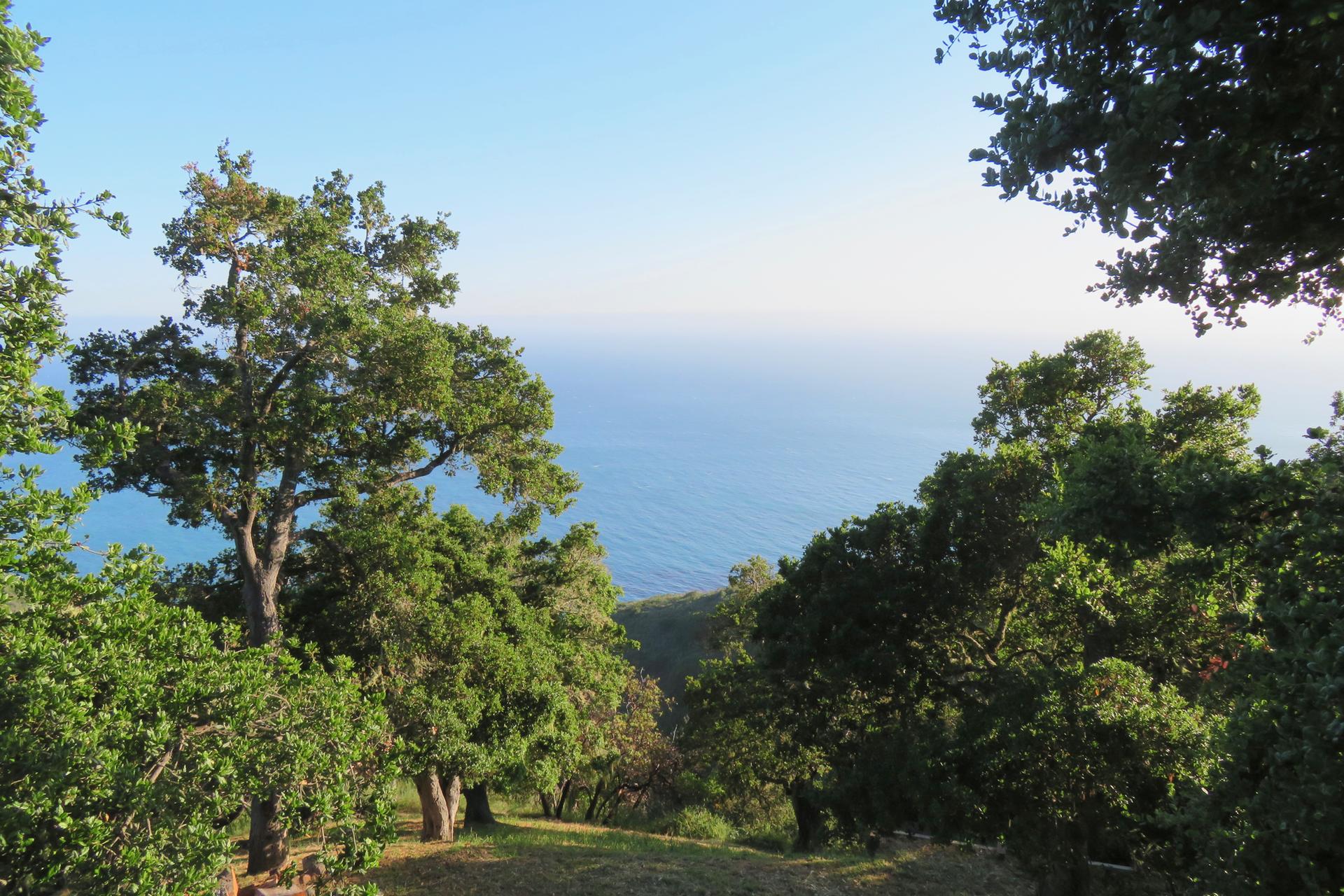 View of a calm blue ocean through green trees on a clear day.
