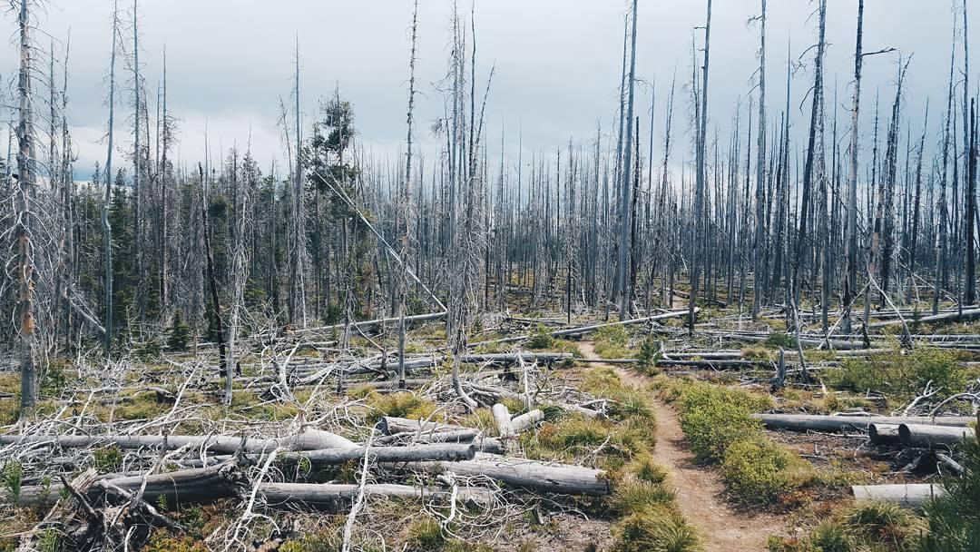 Dirt path through a desolate forest of dead trees and fallen logs, overcast.