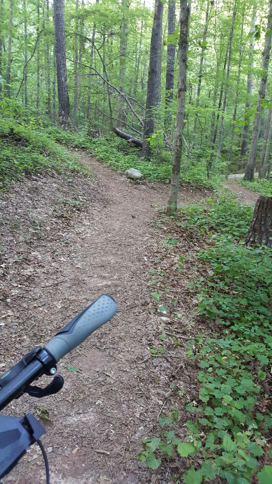 A bicycle handlebar on a dirt path splitting in a lush green forest.
