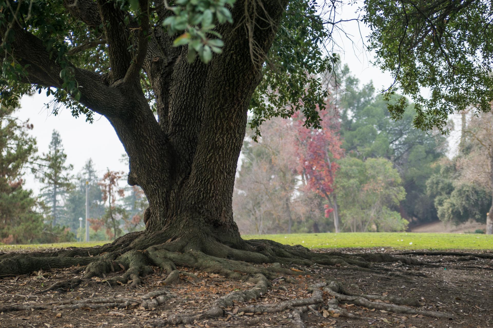 Close-up of a large tree's thick trunk and exposed roots on a cloudy day.