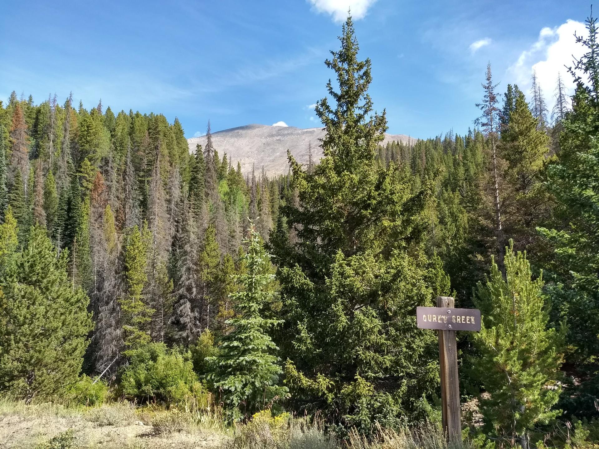 Wooden sign next to dense pine forest with a mountain in the background.