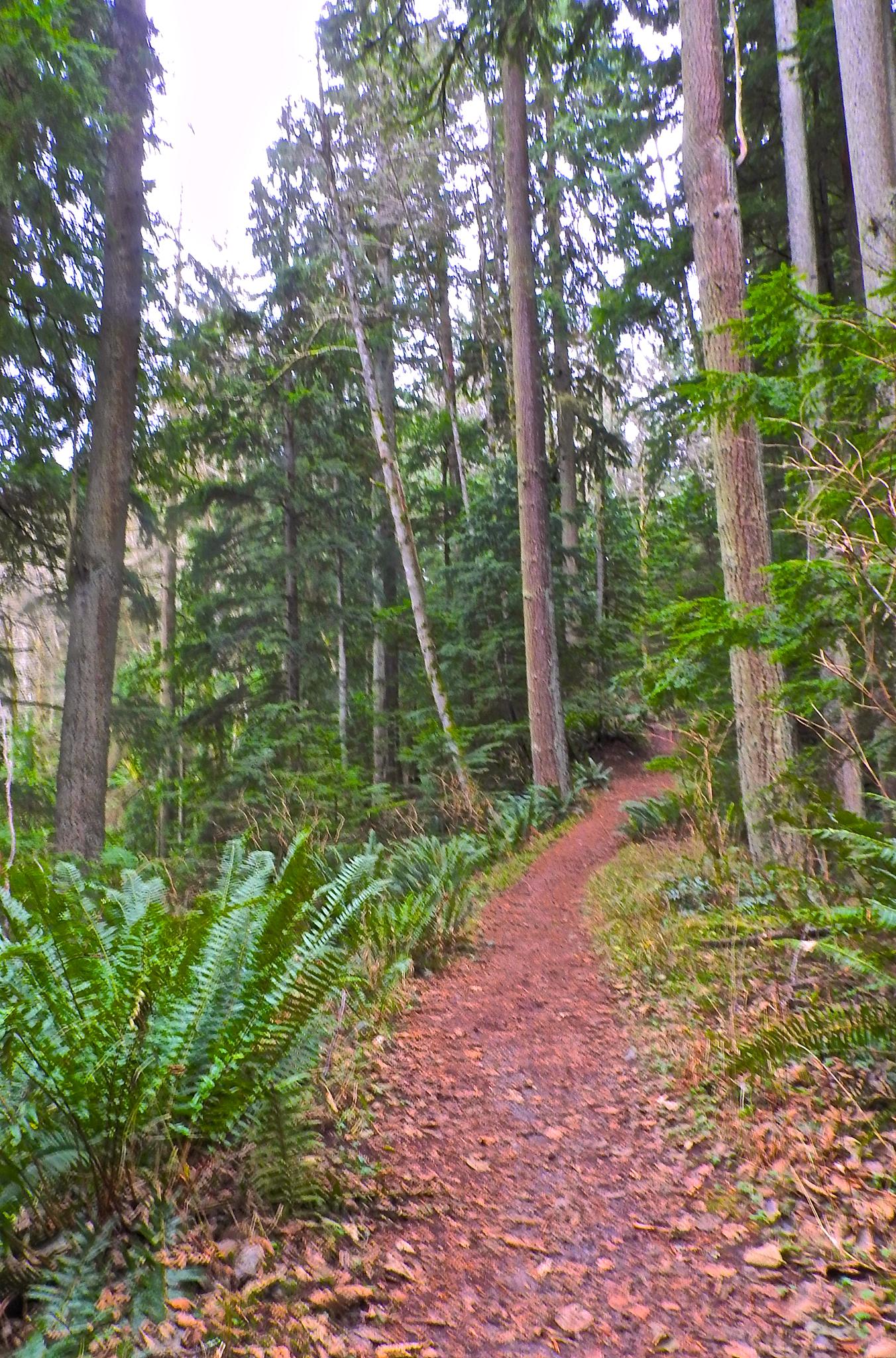 A curving dirt path through a forest with tall trees and ferns.