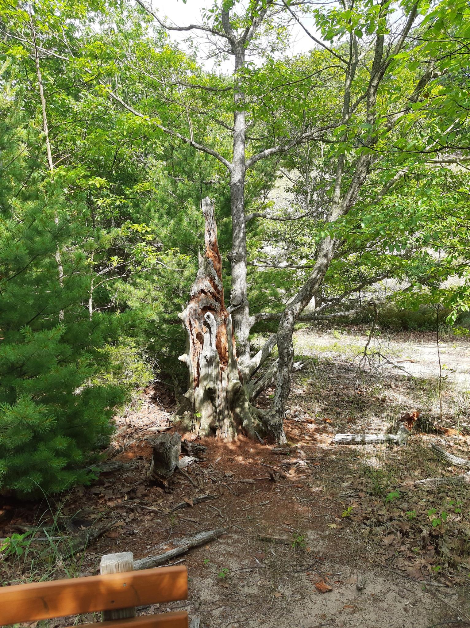 A large weathered tree stump surrounded by green trees on a sunlit forest floor.