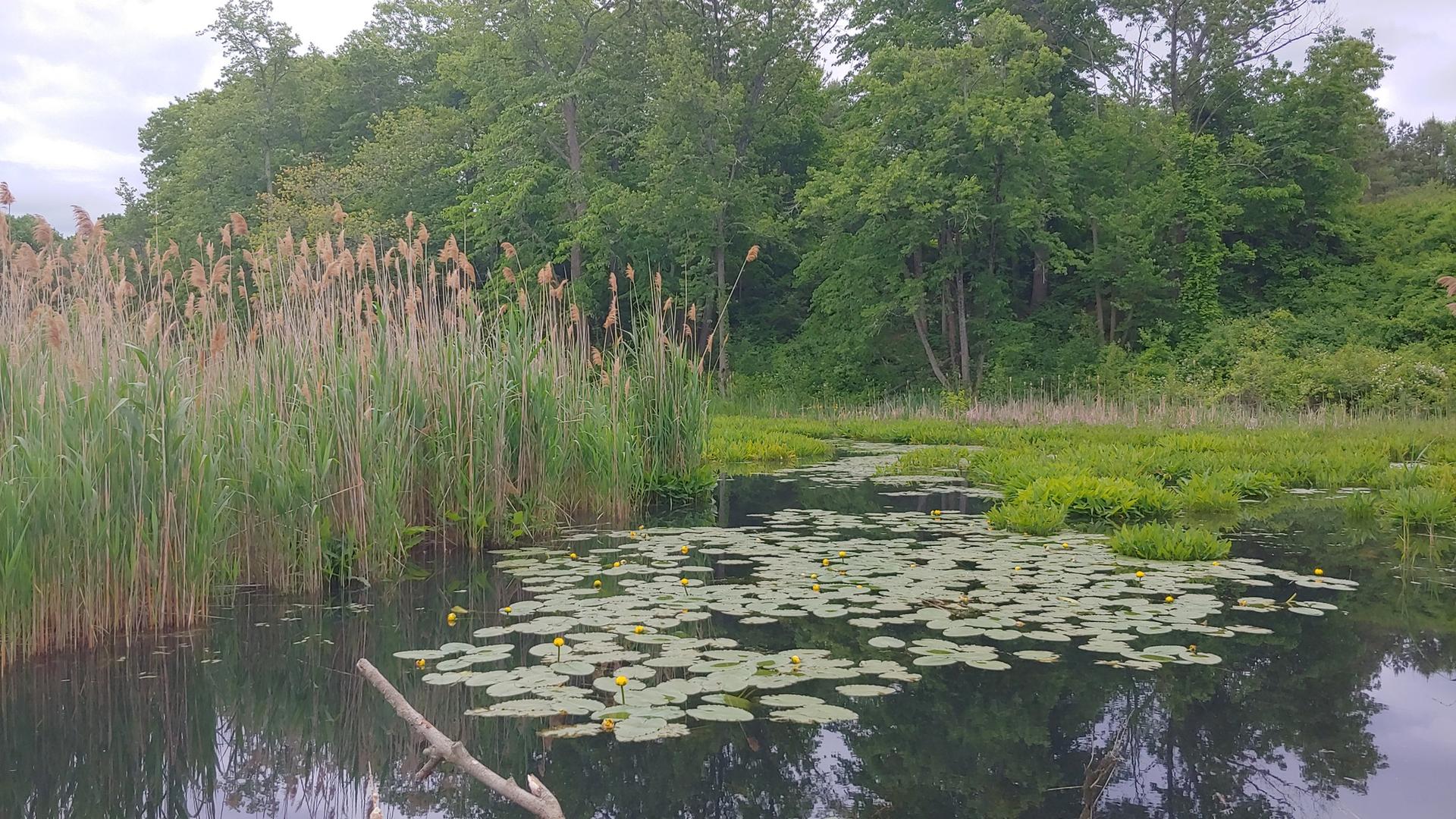A serene pond with lily pads, tall reeds, and green trees under an overcast sky.