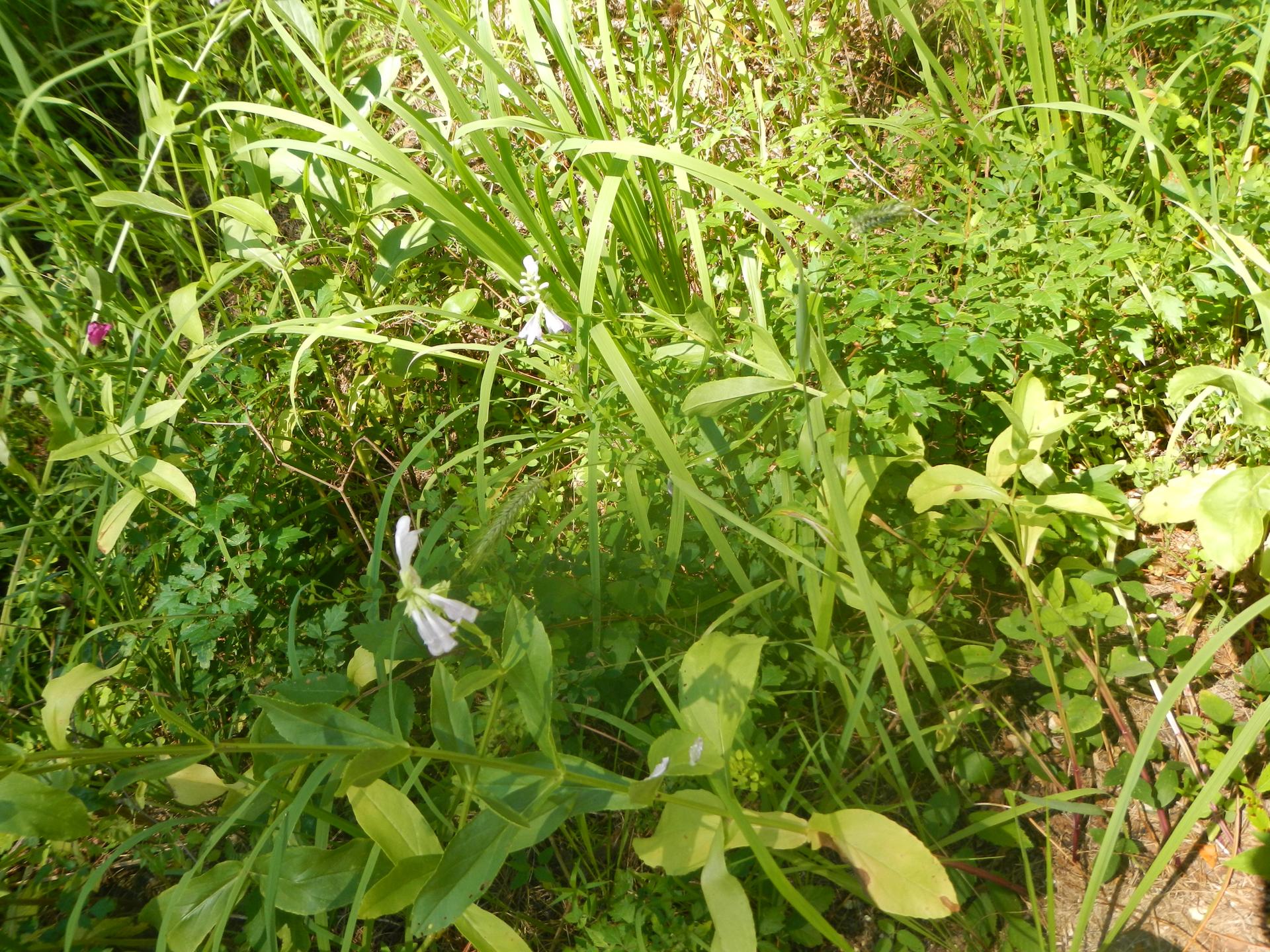 Close-up of lush green foliage with small white flowers in bright sunlight.