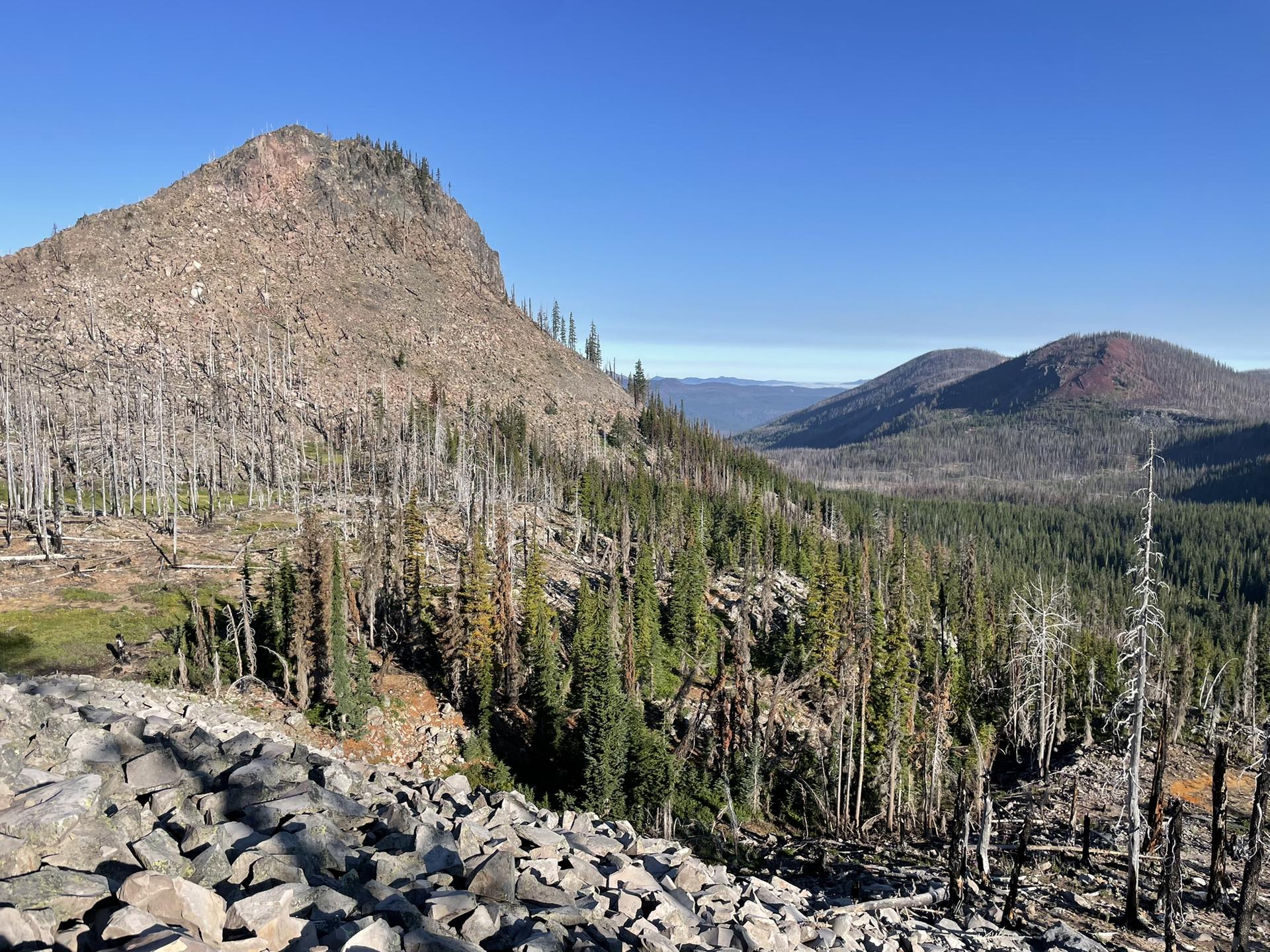 Sunny mountain landscape with a rocky peak, green trees, and many dead trees.