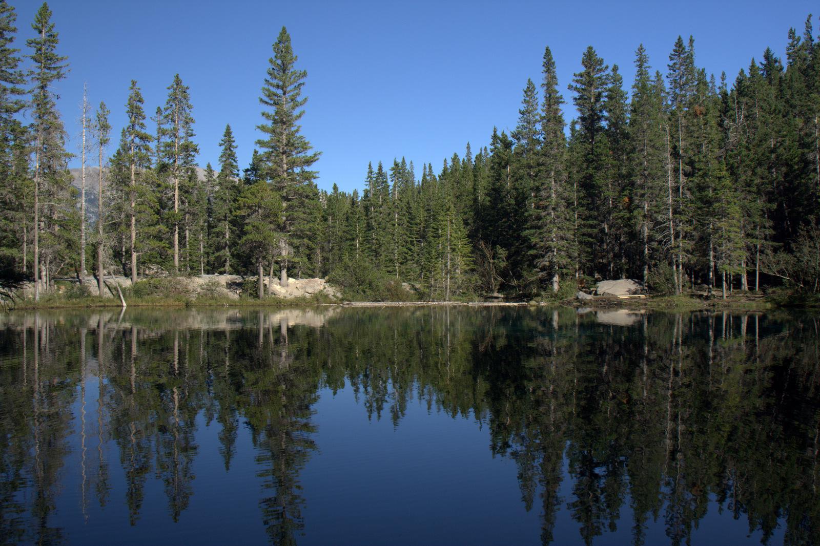 Calm lake perfectly reflecting a dense pine forest under a clear blue sky.
