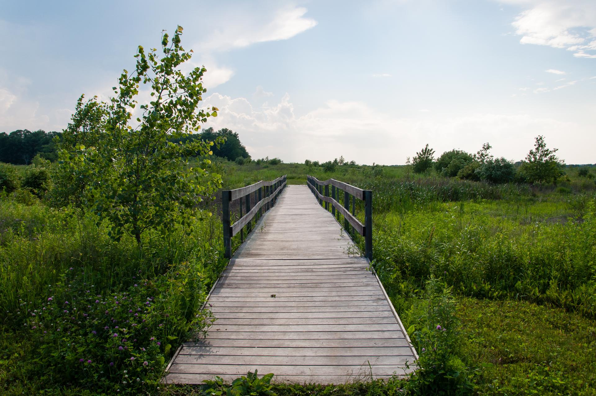 A wooden boardwalk stretches through a vibrant green marsh under a bright, cloudy sky.