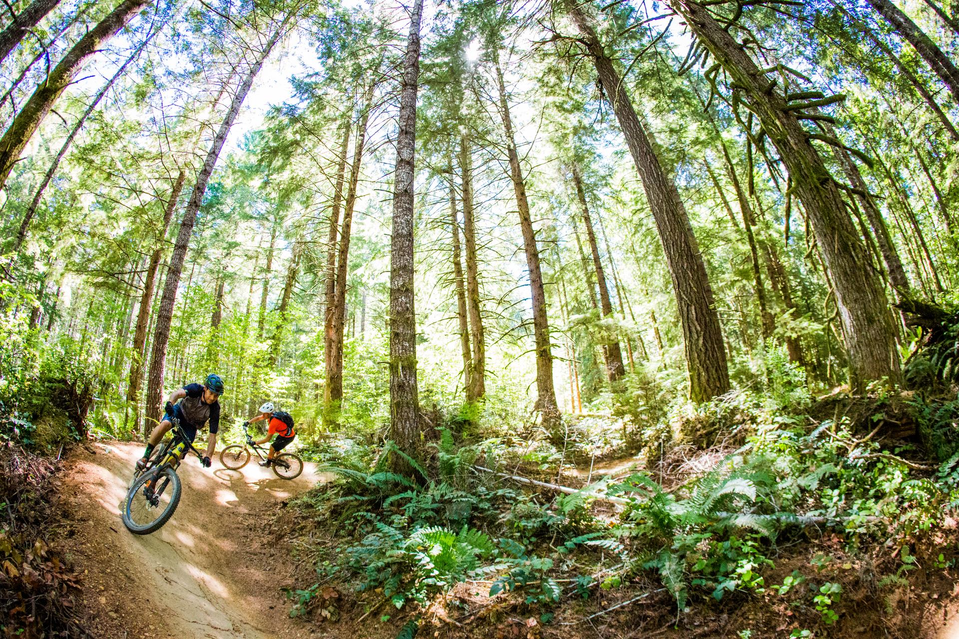 Two mountain bikers on a winding dirt trail in a bright, tall forest.