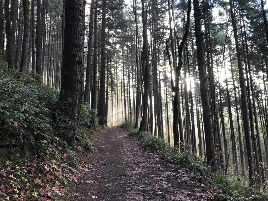 Sunlight streams through tall trees onto a winding dirt path in a forest.