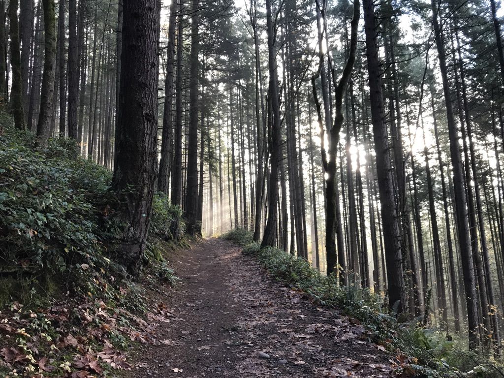 Sunlight streams through tall trees onto a winding dirt path in a forest. - Grand Ridge Trail – High School Trail loop from Issaquah