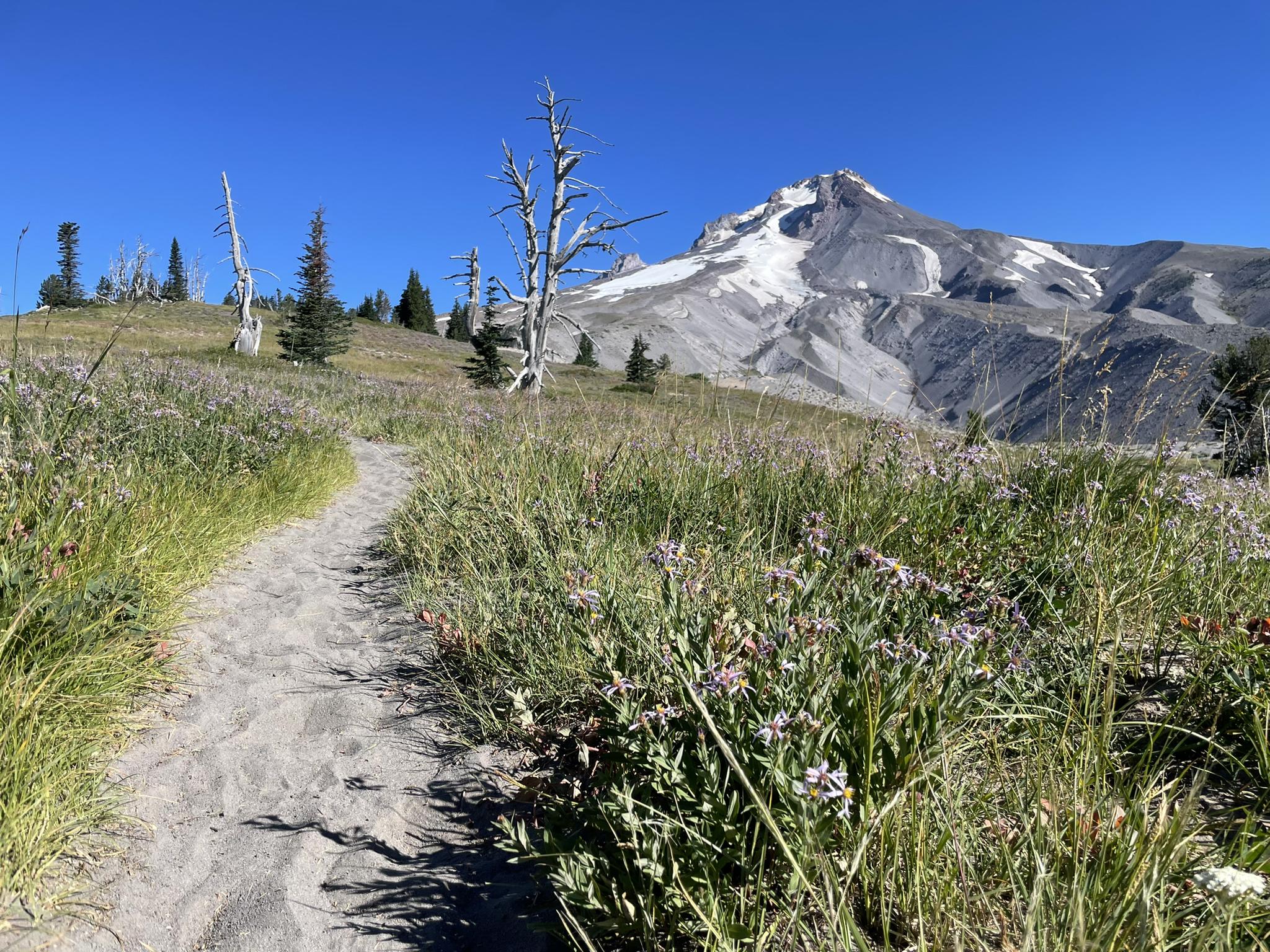 Dirt path through a wildflower meadow leading to a snow-capped mountain.