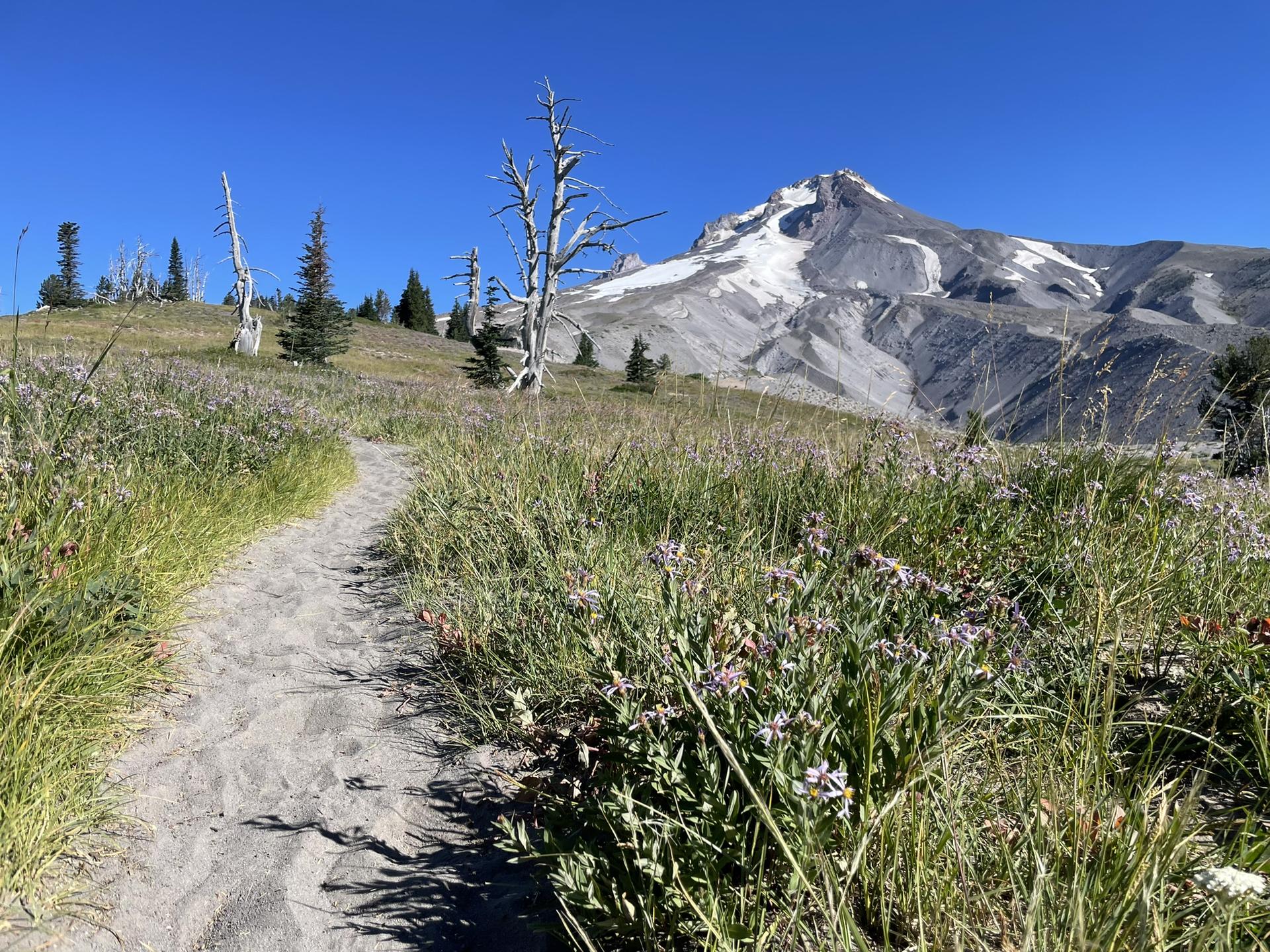 Dirt path through a wildflower meadow leading to a snow-capped mountain.