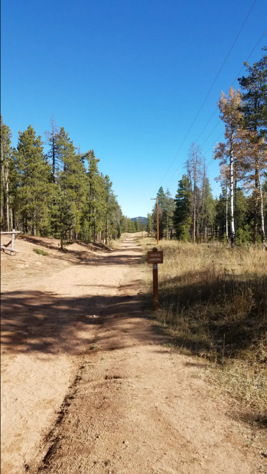 A sunny dirt path through a pine forest with power lines overhead.