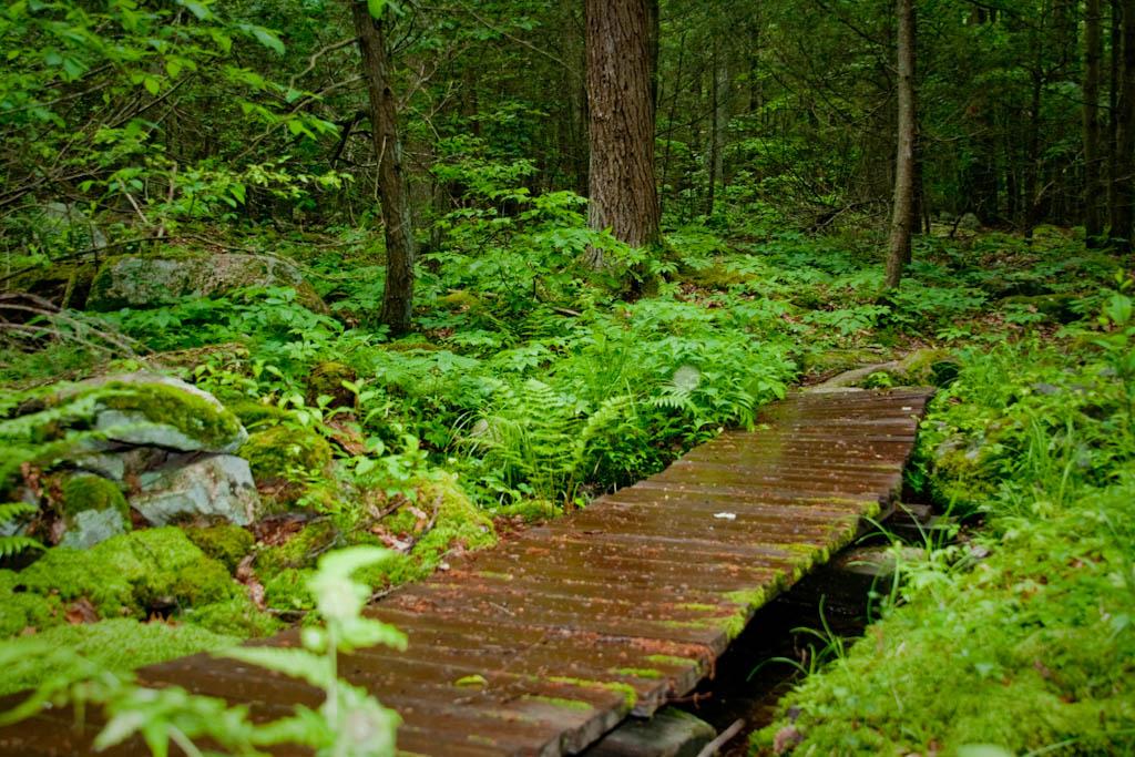 Wet wooden boardwalk through a lush green forest, dappled light.