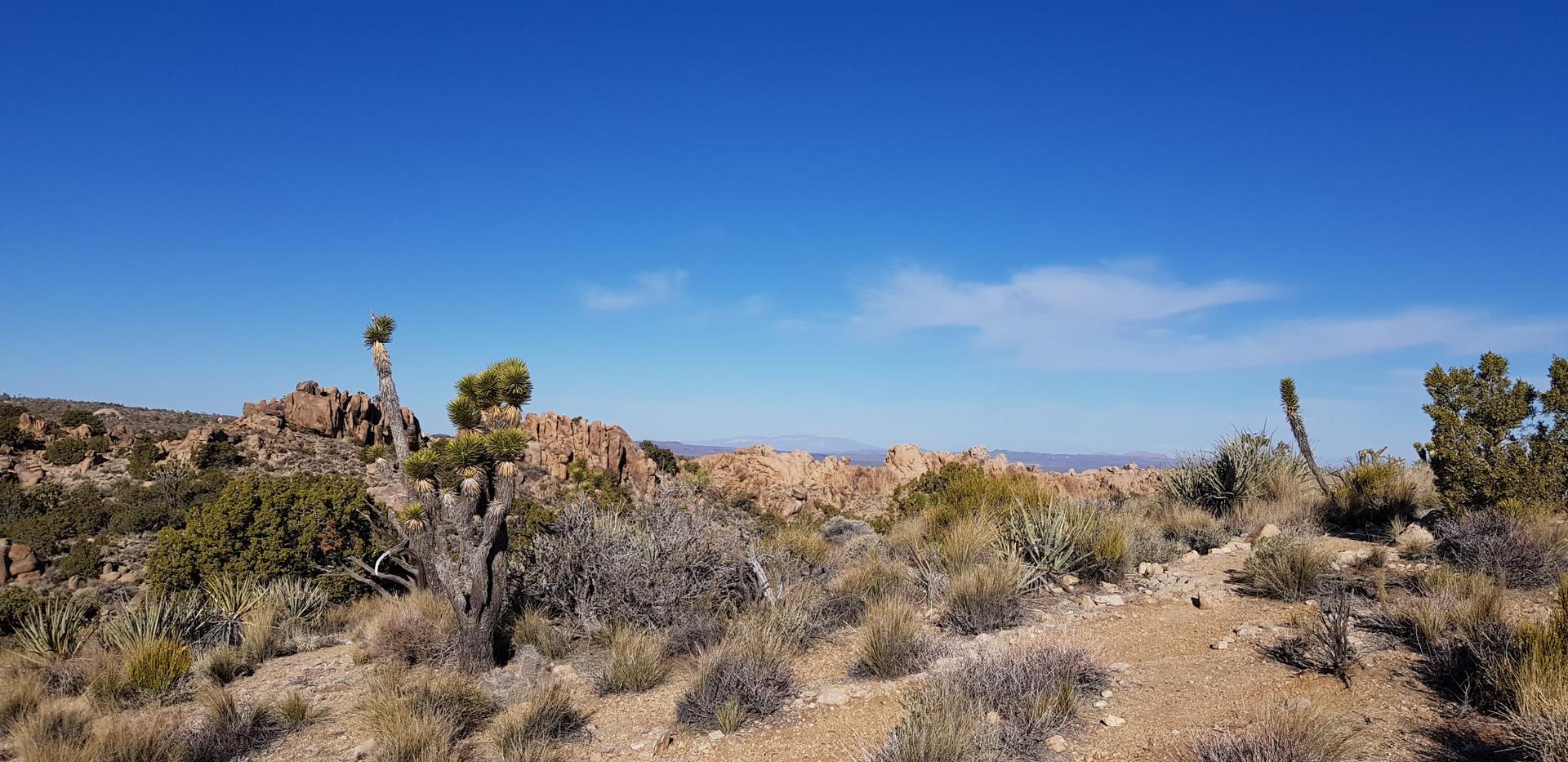Desert landscape with Joshua trees and shrubs under a clear blue sky.