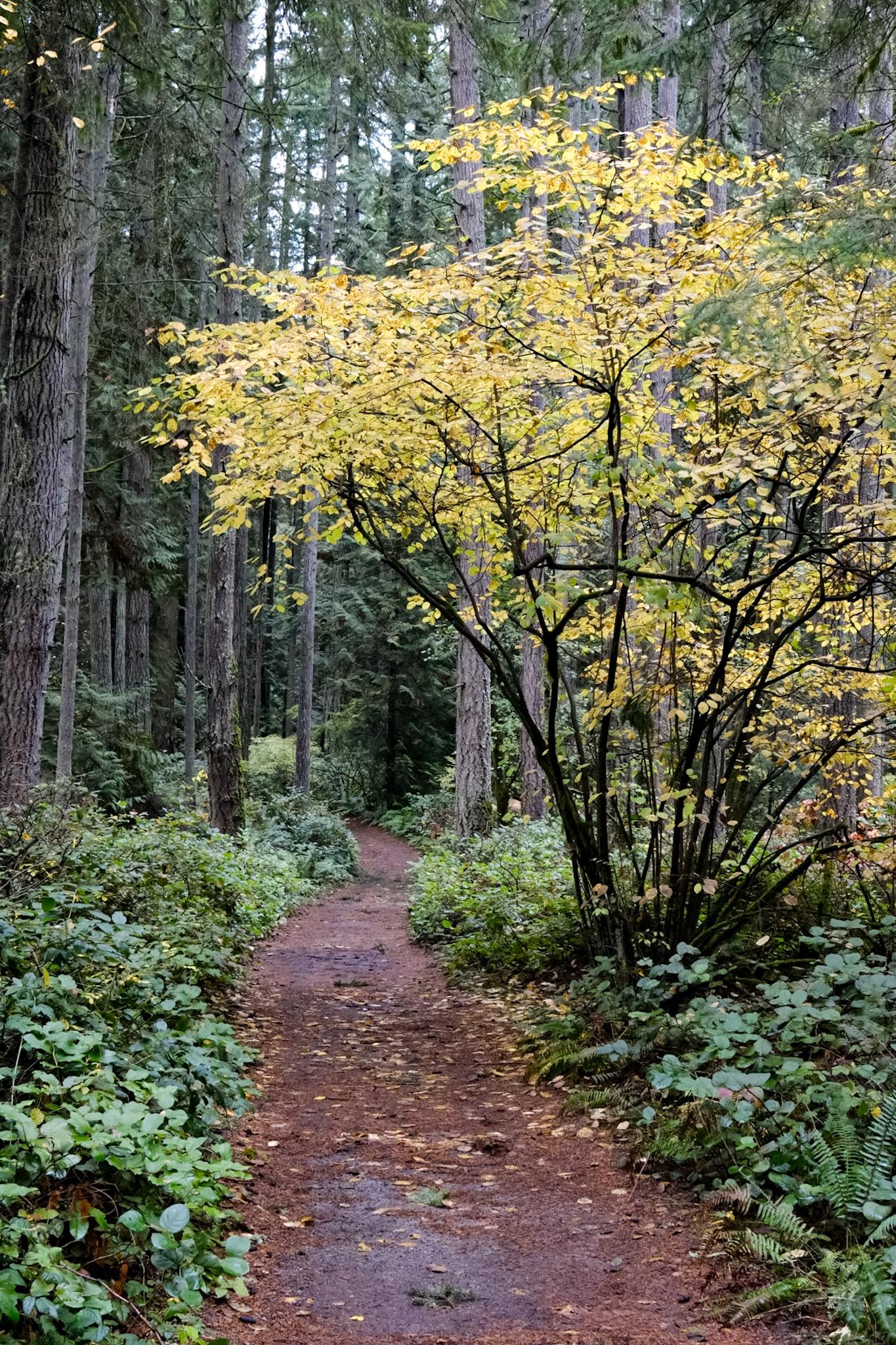 Forest path with a vibrant yellow tree and lush green undergrowth.
